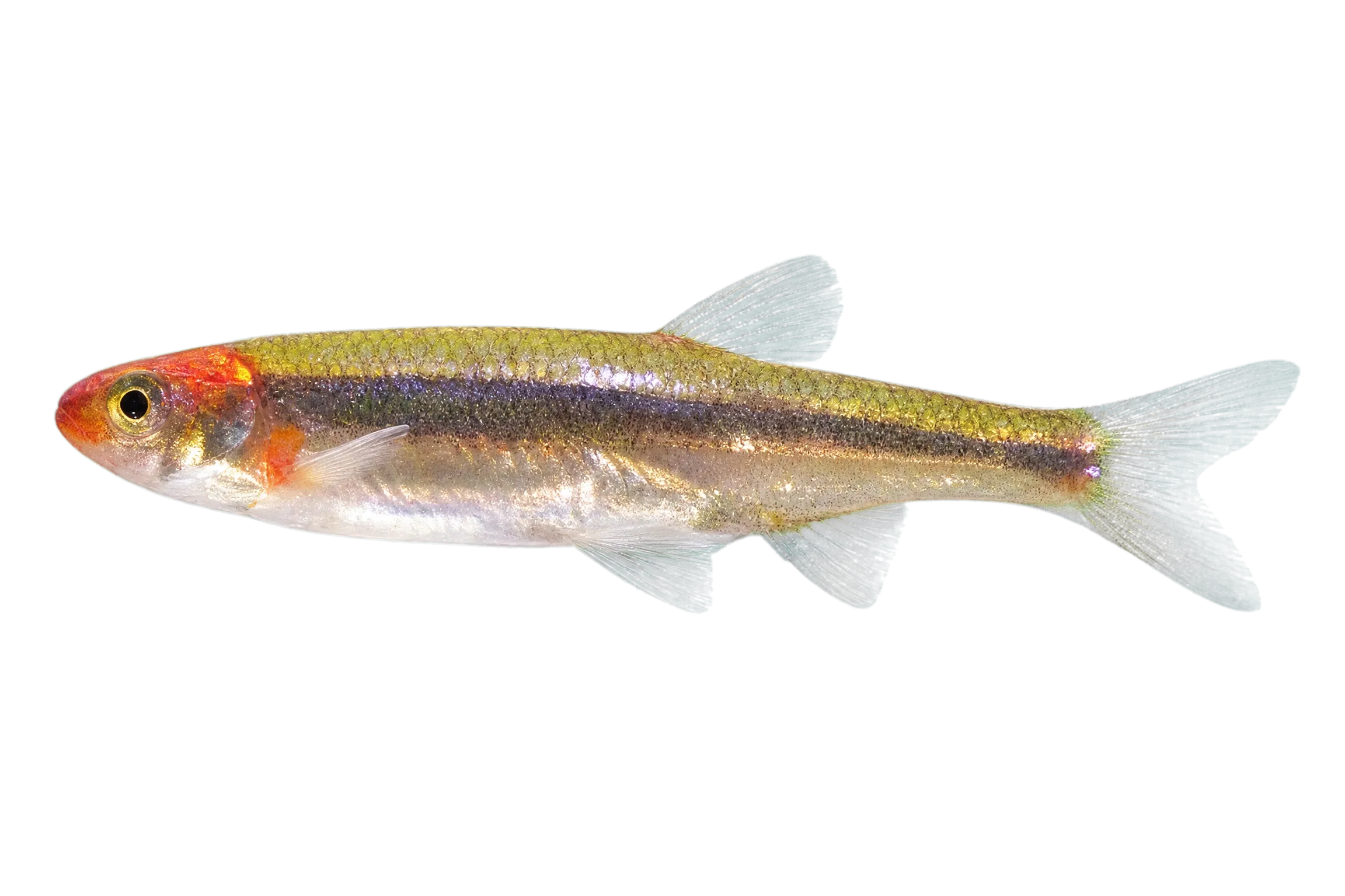 Rosyface Shiner (Notropis rubellus) specimen