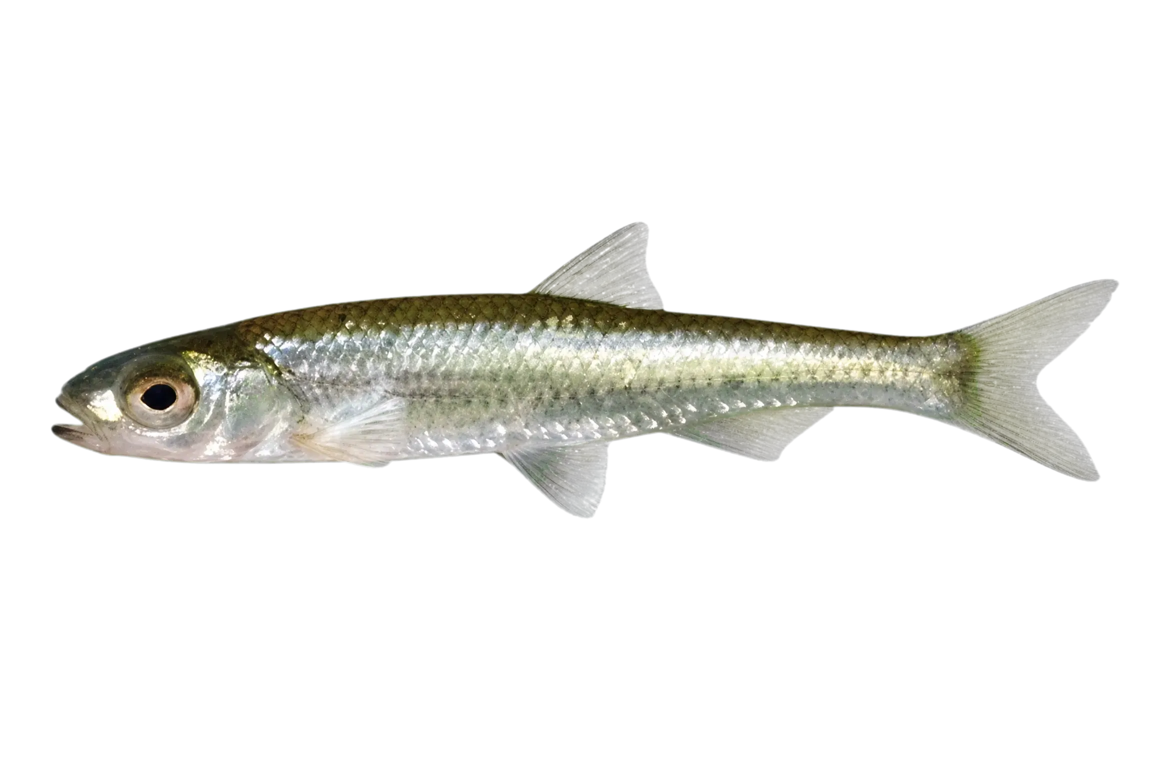 Roughhead Shiner (Notropis semperasper) specimen