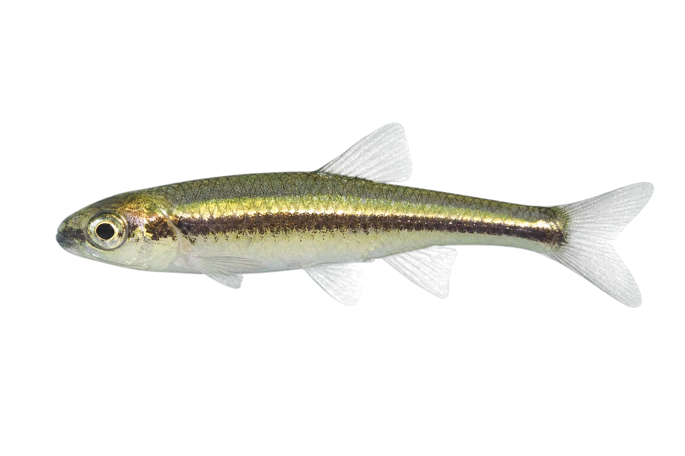 Pygmy Shiner (Notropis tropicus) specimen