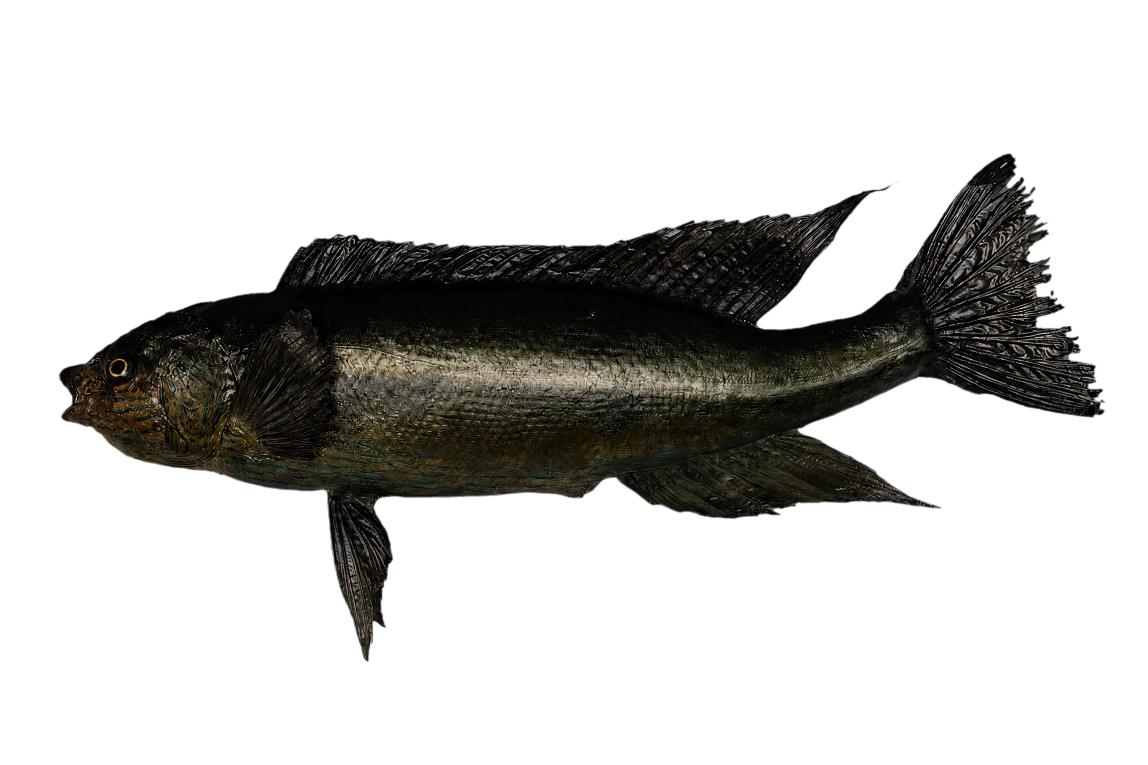 Bluefinned butterfish (Odax cyanoallix) specimen