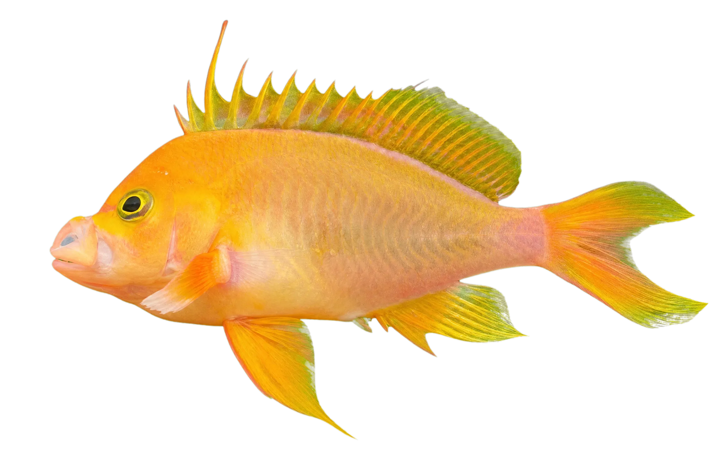 Hawaiian deep anthias (Odontanthias fuscipinnis) specimen