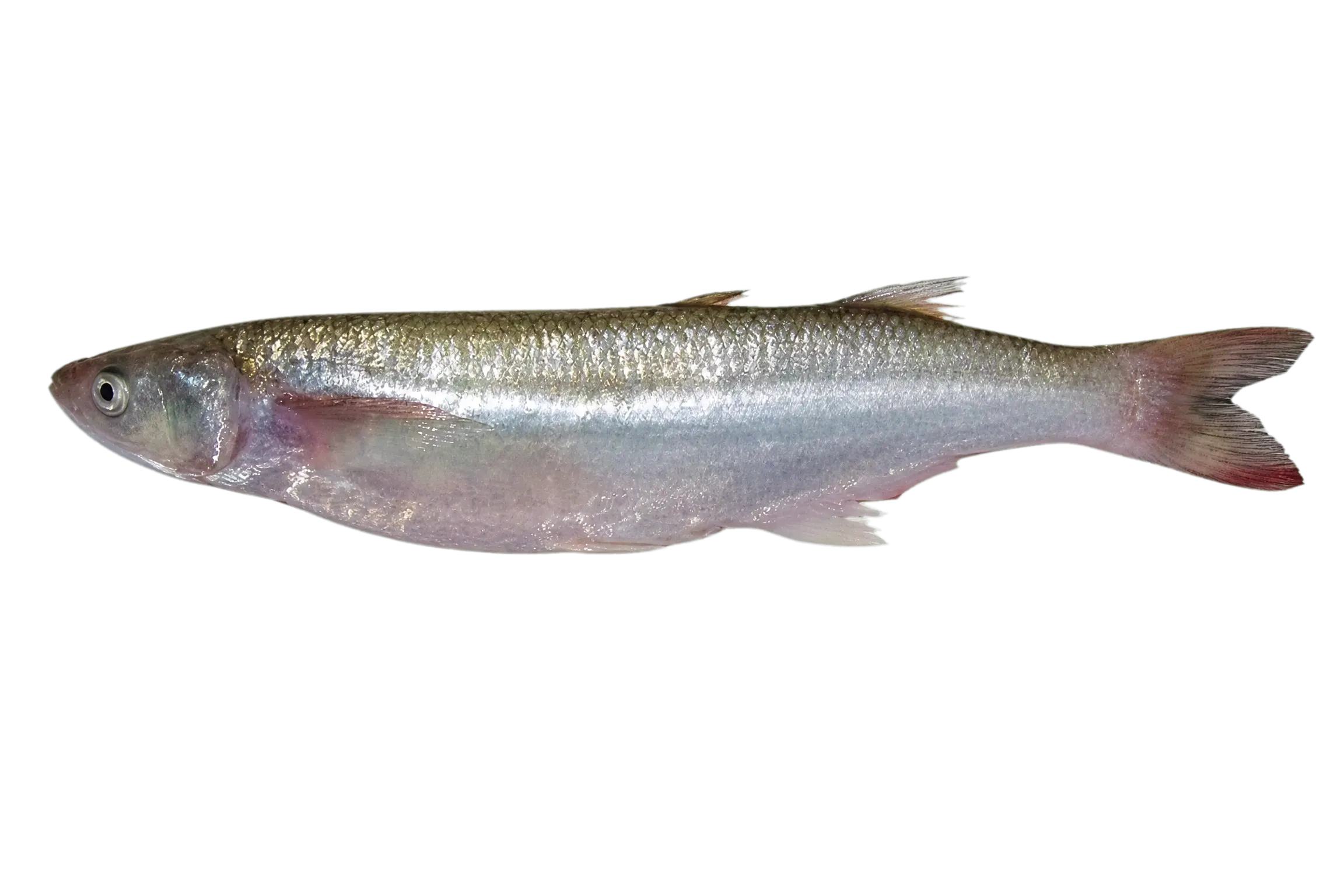 Silverside (Odontesthes platensis) specimen