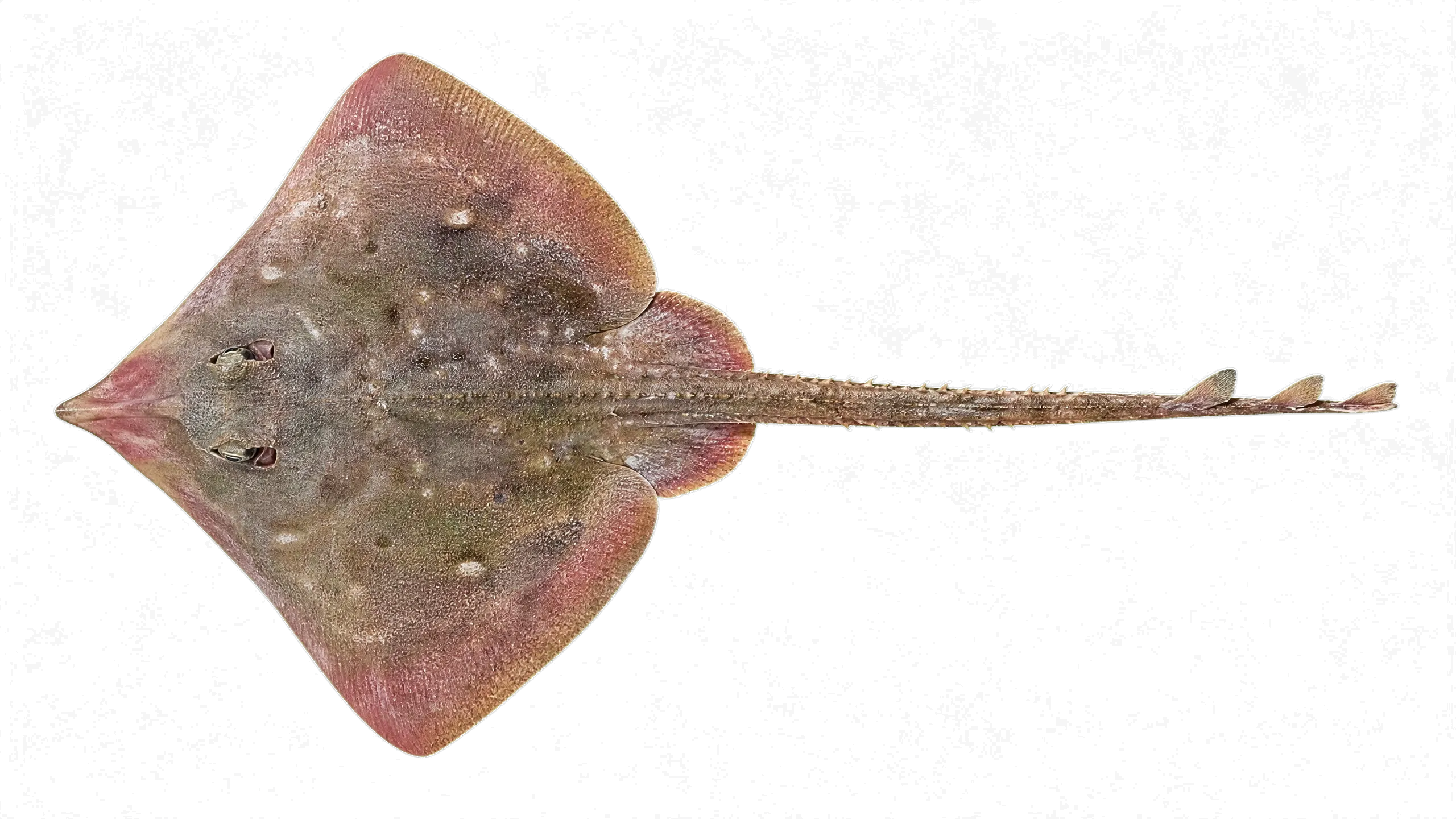 Sharpspine skate (Okamejei acutispina) specimen