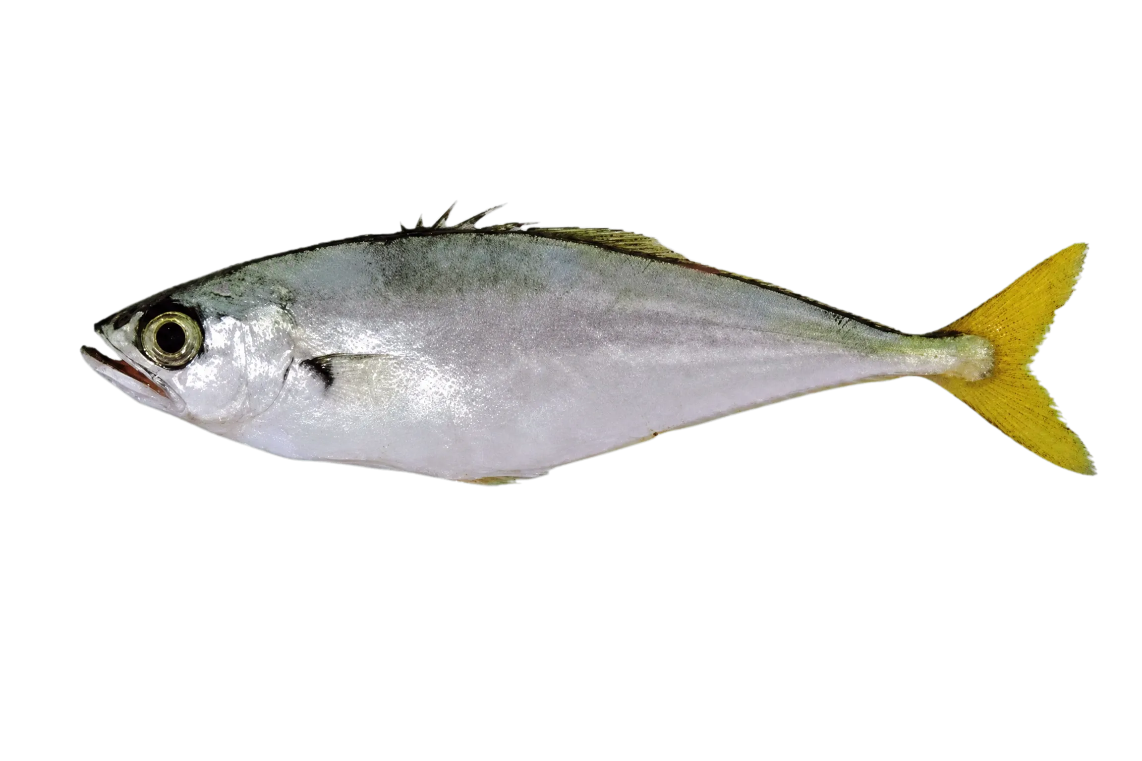 Maracaibo leatherjacket (Oligoplites palometa) specimen