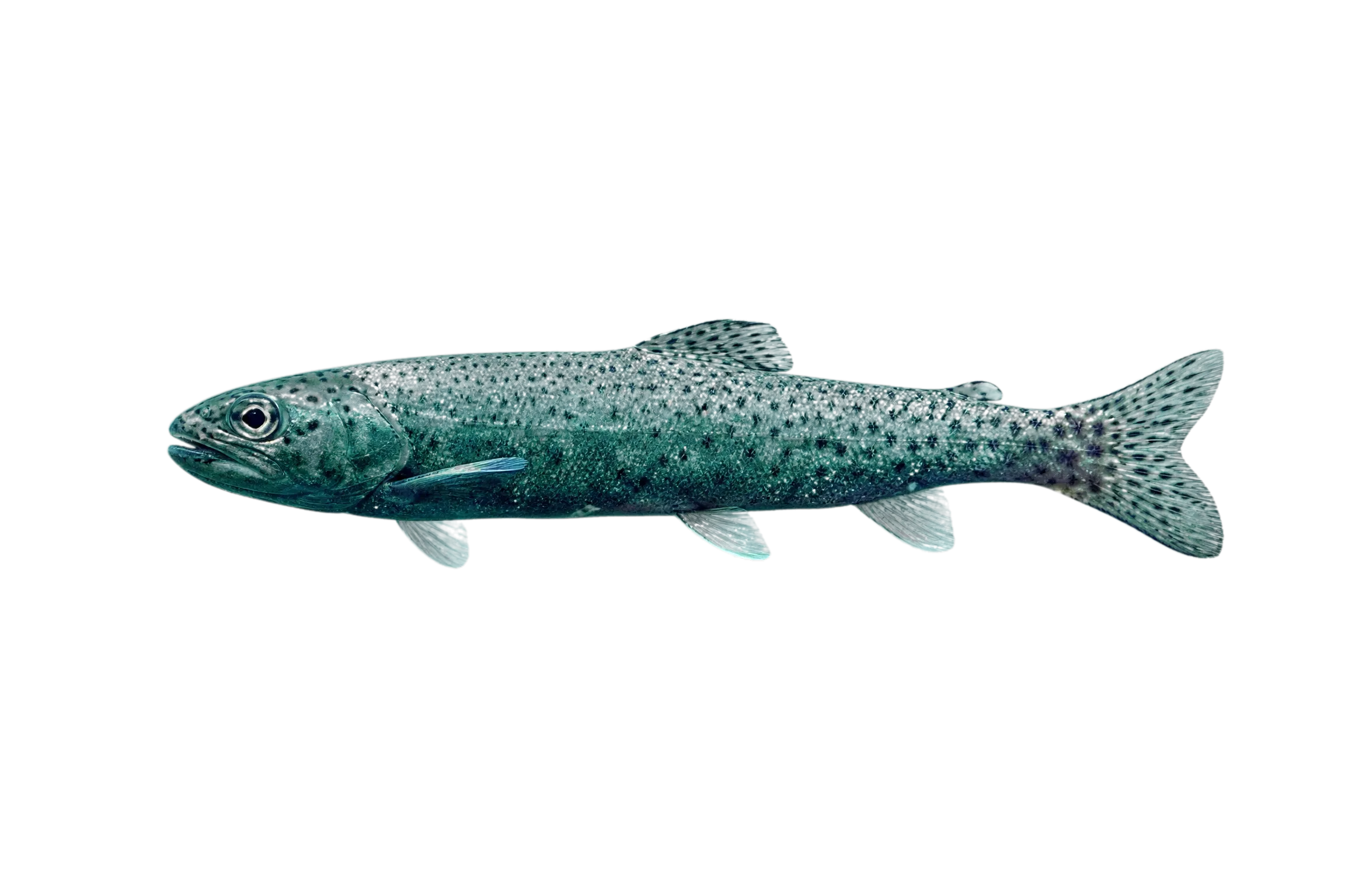cutthroat trout (Oncorhynchus clarkii) specimen