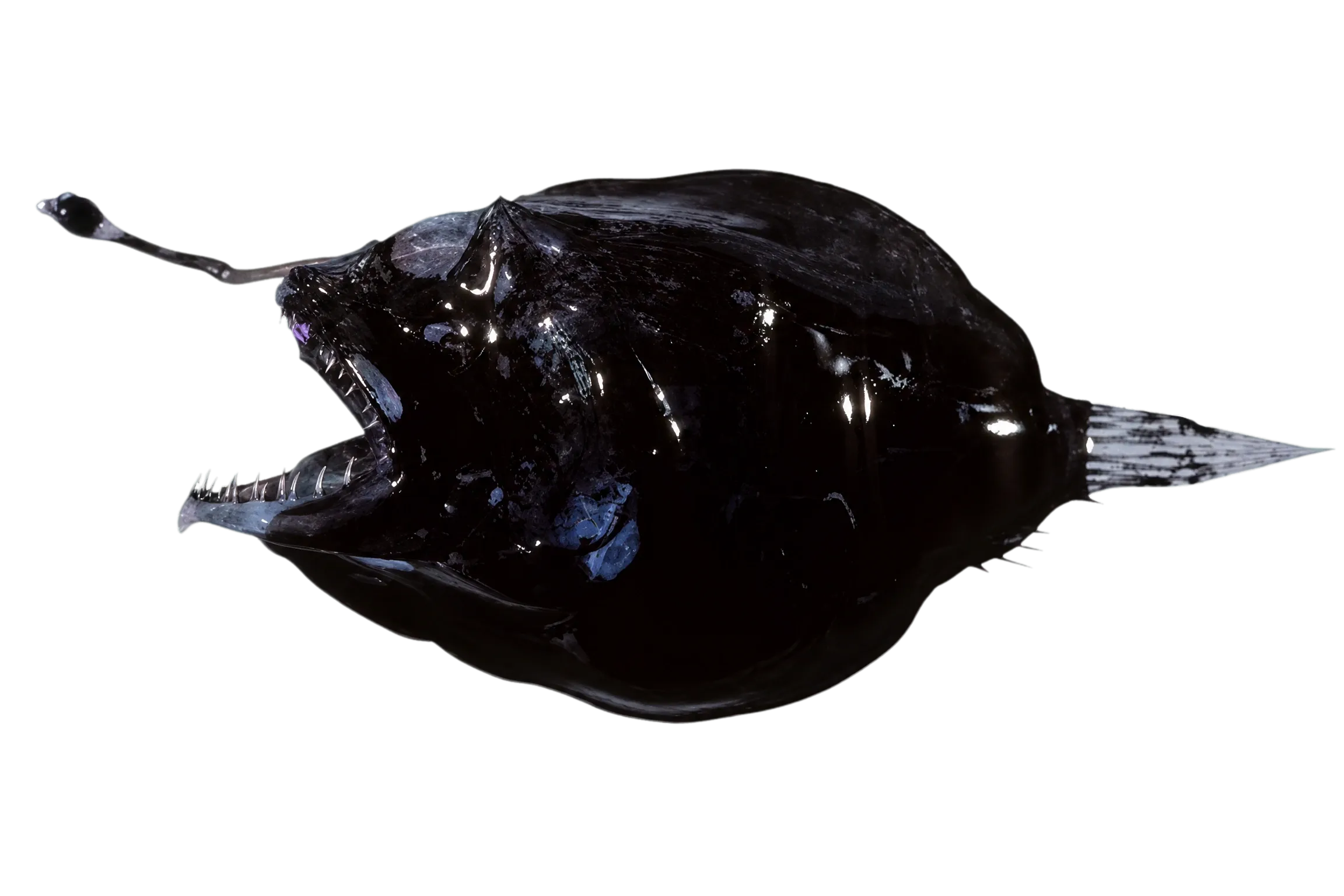 Krefft's dreamer (Oneirodes kreffti) specimen