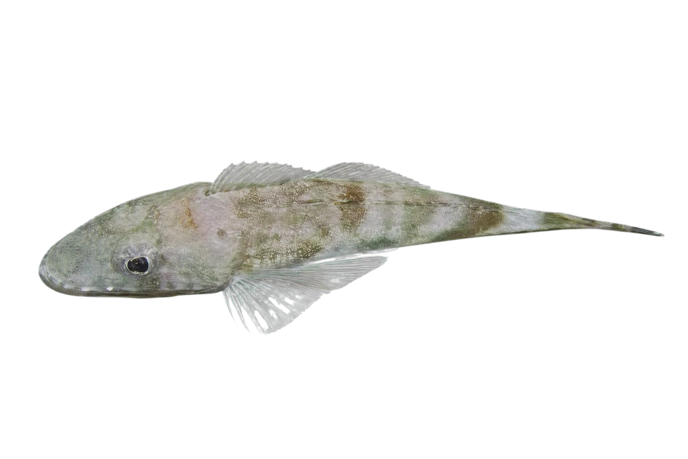Broadband flathead (Onigocia pedimacula) specimen
