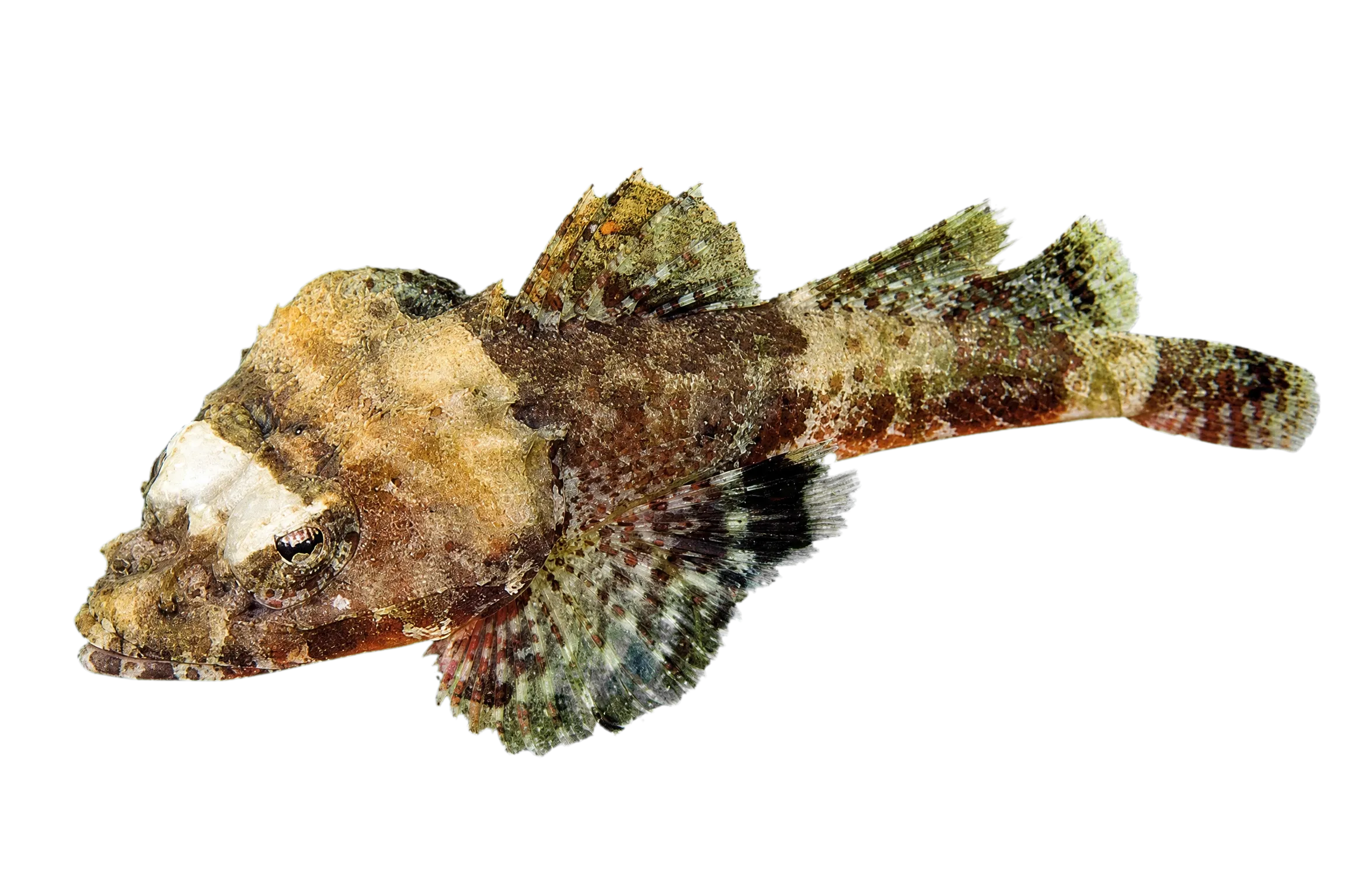 Midget flathead (Onigocia spinosa) specimen