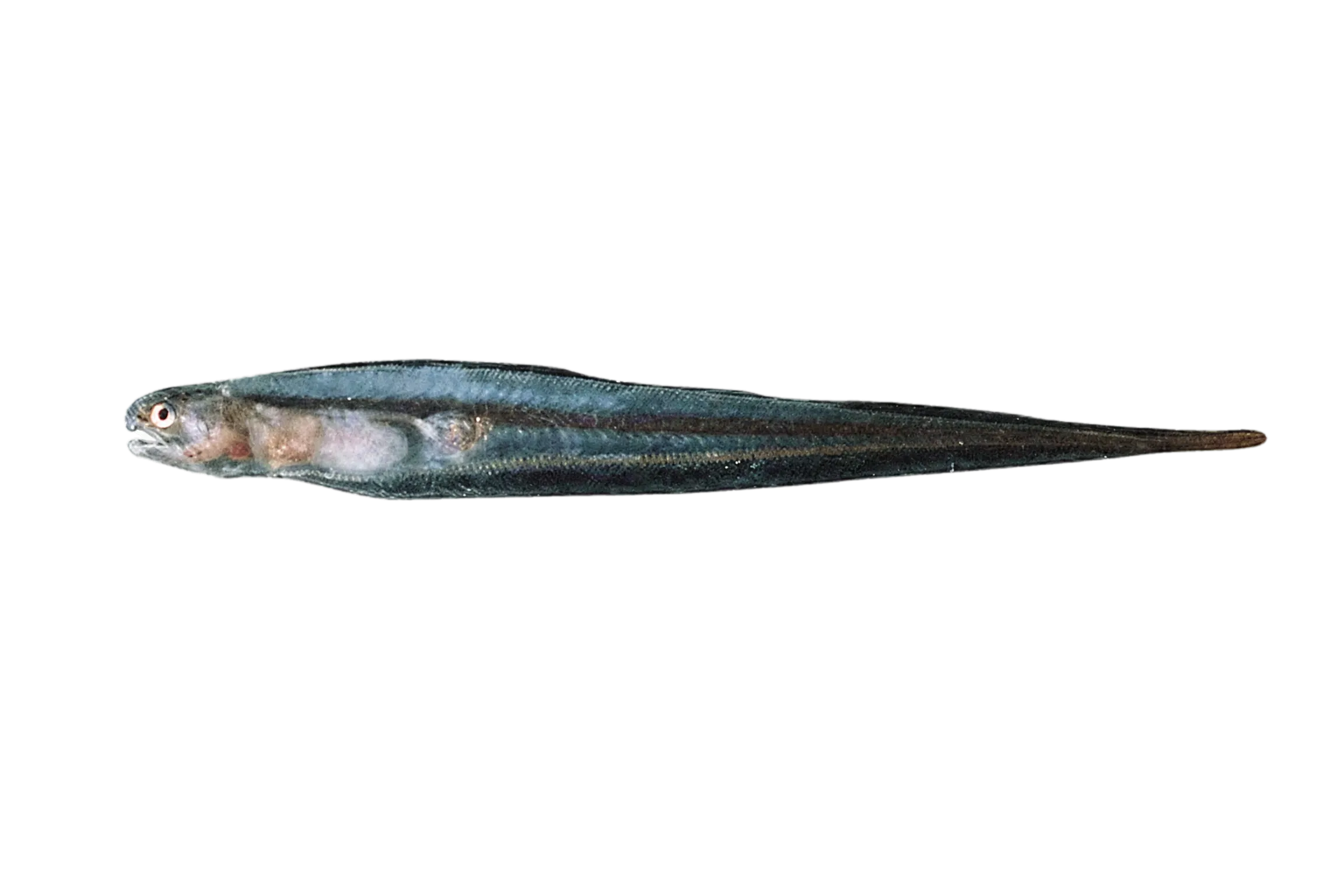 Fowler's pearlfish (Onuxodon fowleri) specimen