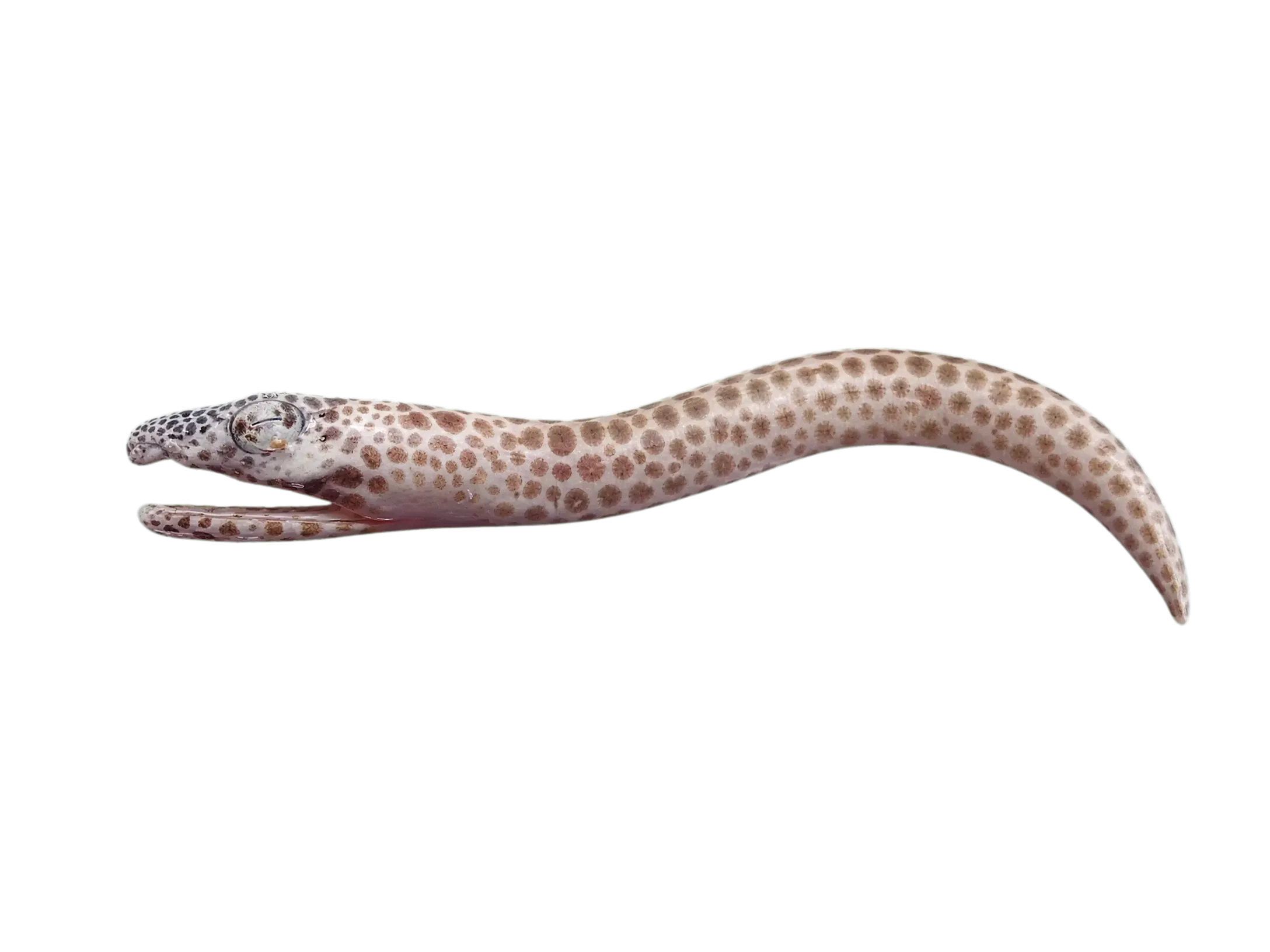 Fowler's snake eel (Ophichthus fowleri) specimen