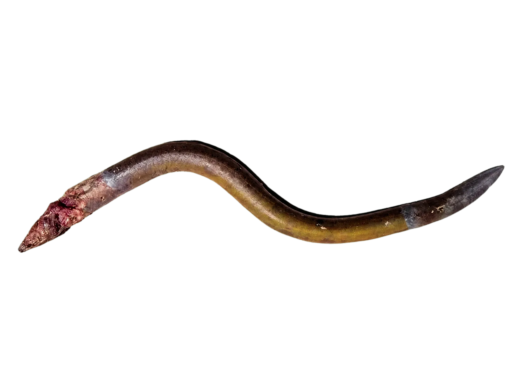 Cuchia (Ophichthys cuchia) specimen