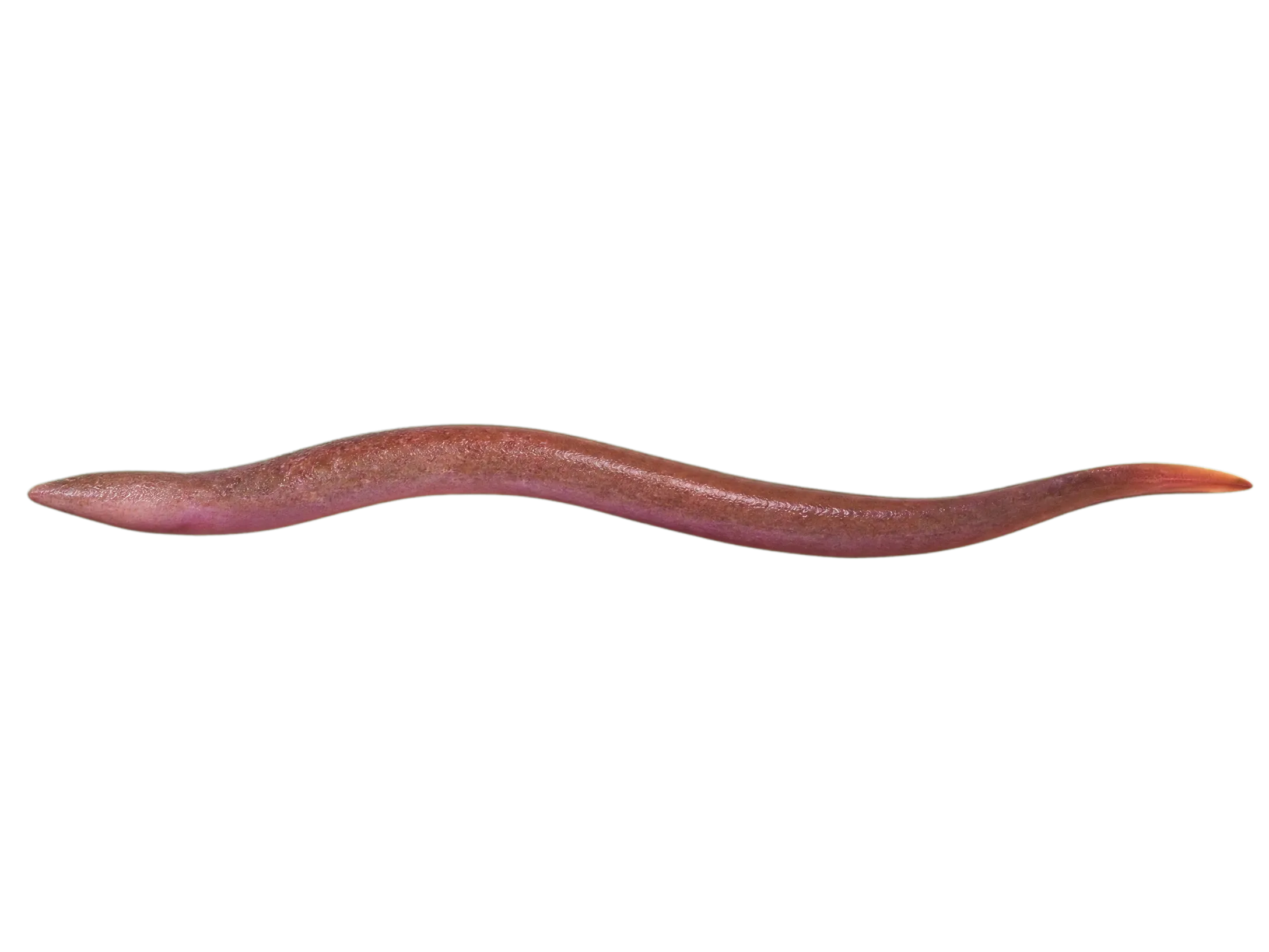 Malabar swampeel (Ophichthys fossorius) specimen