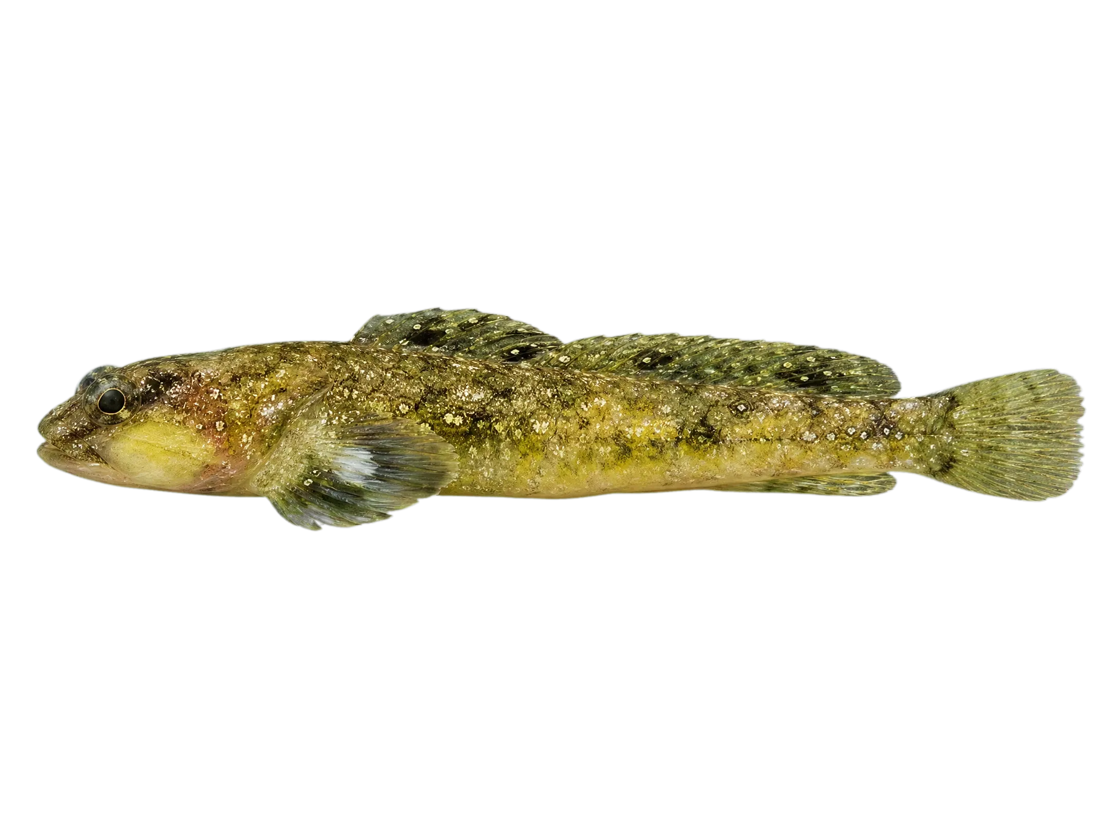 Dusky snake blenny (Ophiclinus antarcticus) specimen