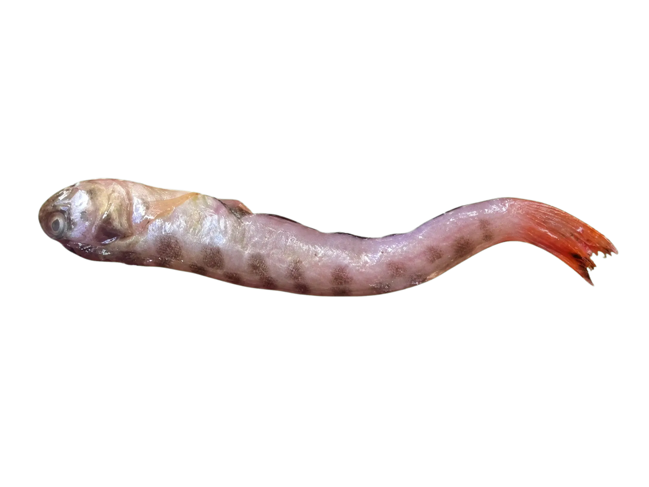 mimic cusk-eel (Ophidion imitator) specimen