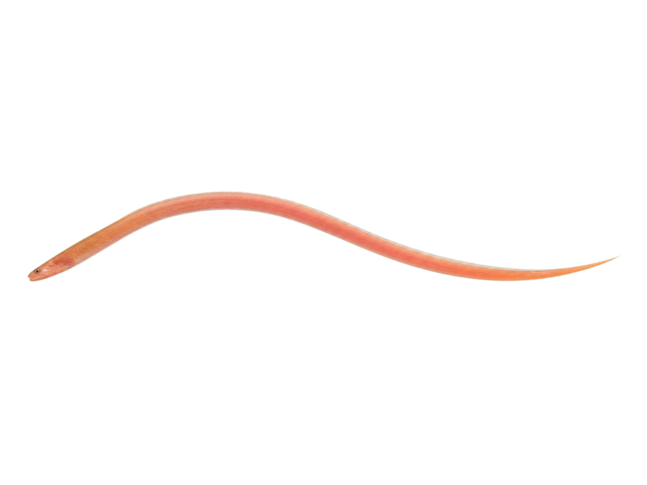 Berlin’s bloodworm eel (Ophisternon berlini) specimen