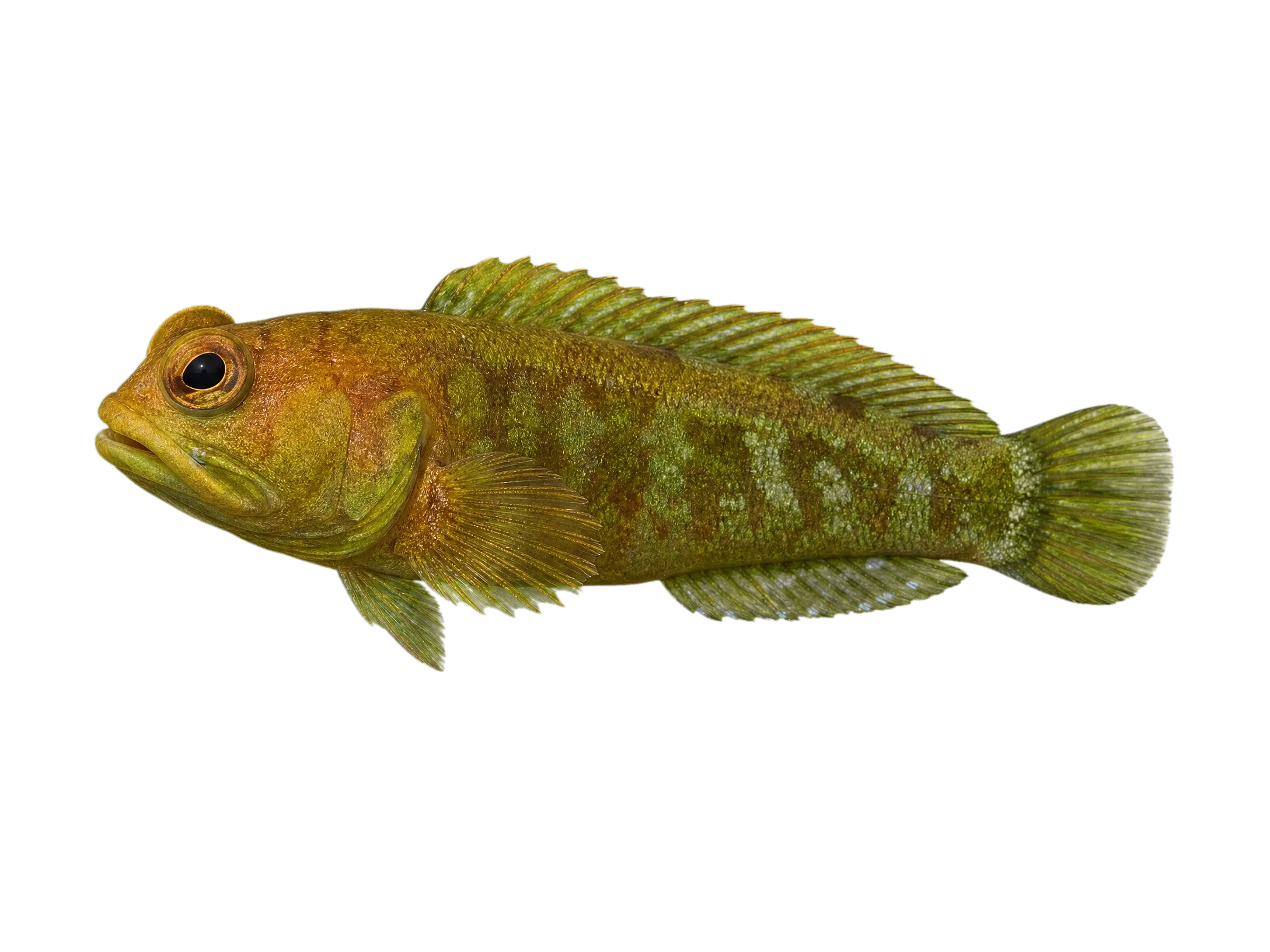 Castelnau's jawfish (Opistognathus castelnaui) specimen