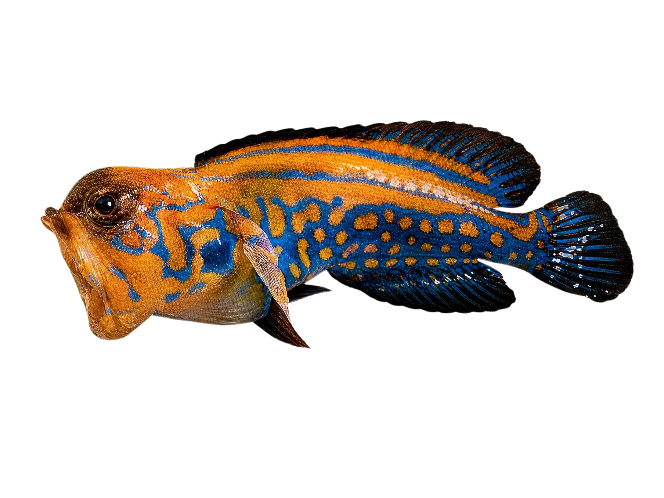 Harlequin smiler (Opistognathus eximius) specimen