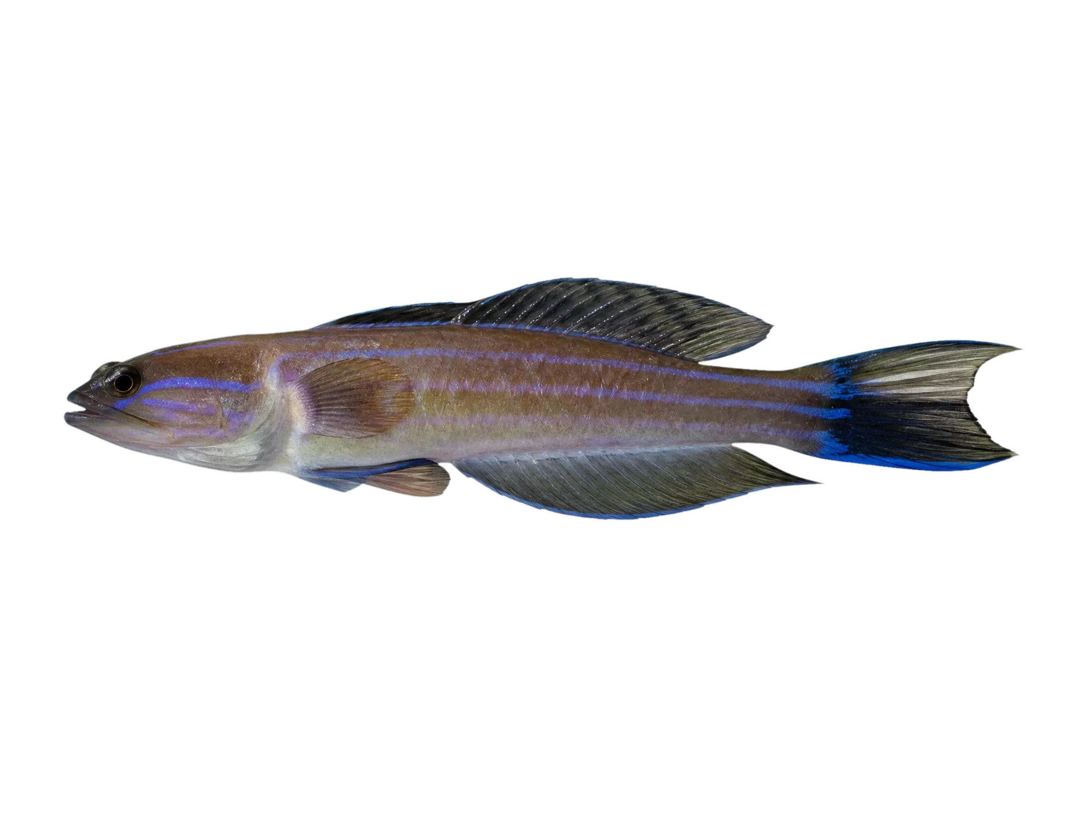 Sailfin Jawfish (Opistognathus fenmutis) specimen