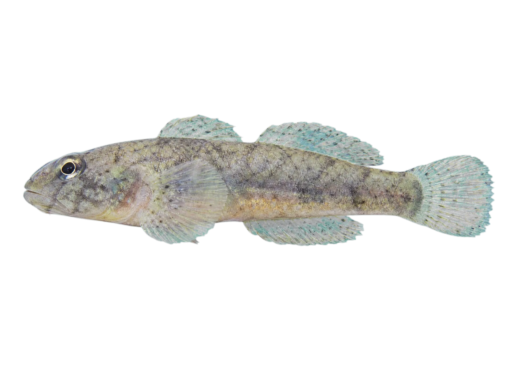 Galapagos jawfish (Opistognathus galapagensis) specimen