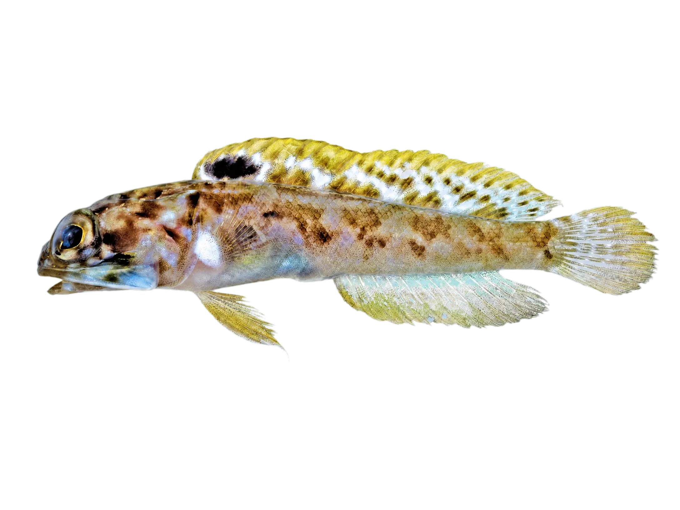 Curaçao jawfish (Opistognathus schrieri) specimen