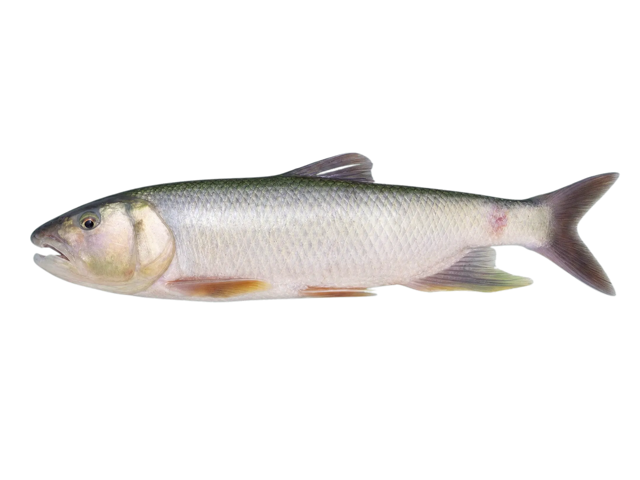 Three-lips (Opsariichthys uncirostris) specimen