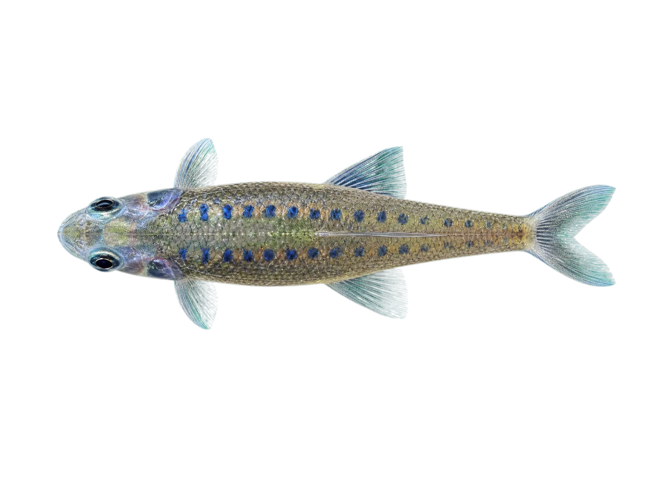 Tileo baril (Opsarius tileo) specimen