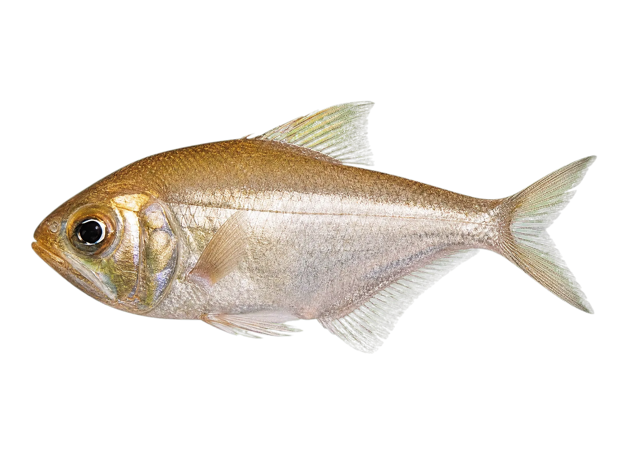 Western roughy (Optivus agrammus) specimen