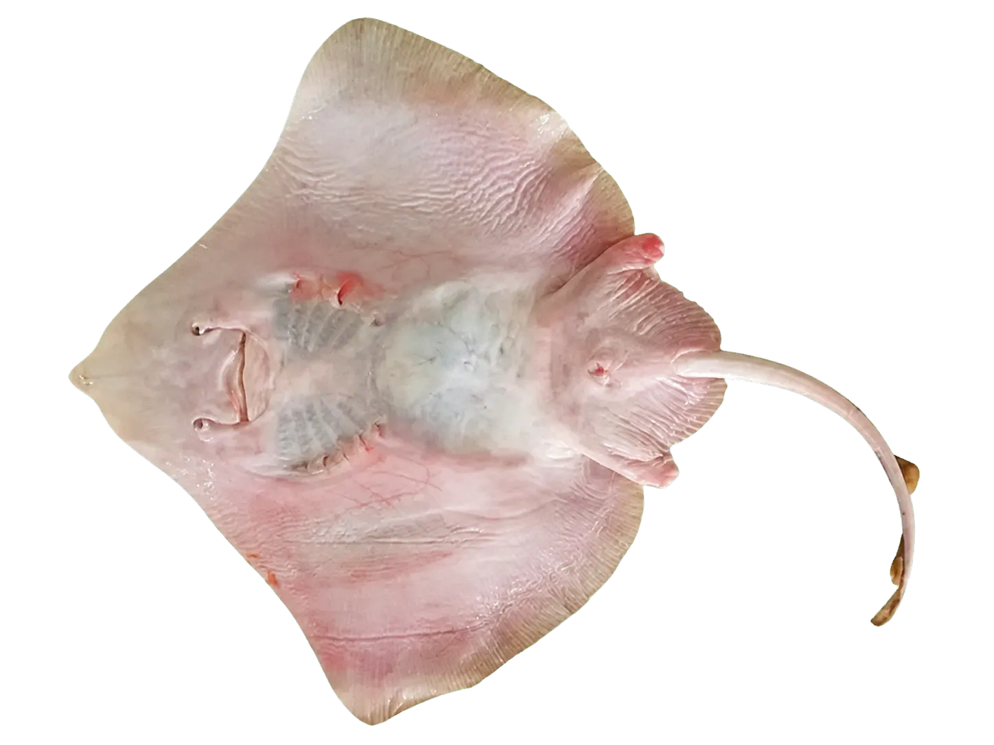 Indian ring skate (Orbiraja powelli) specimen