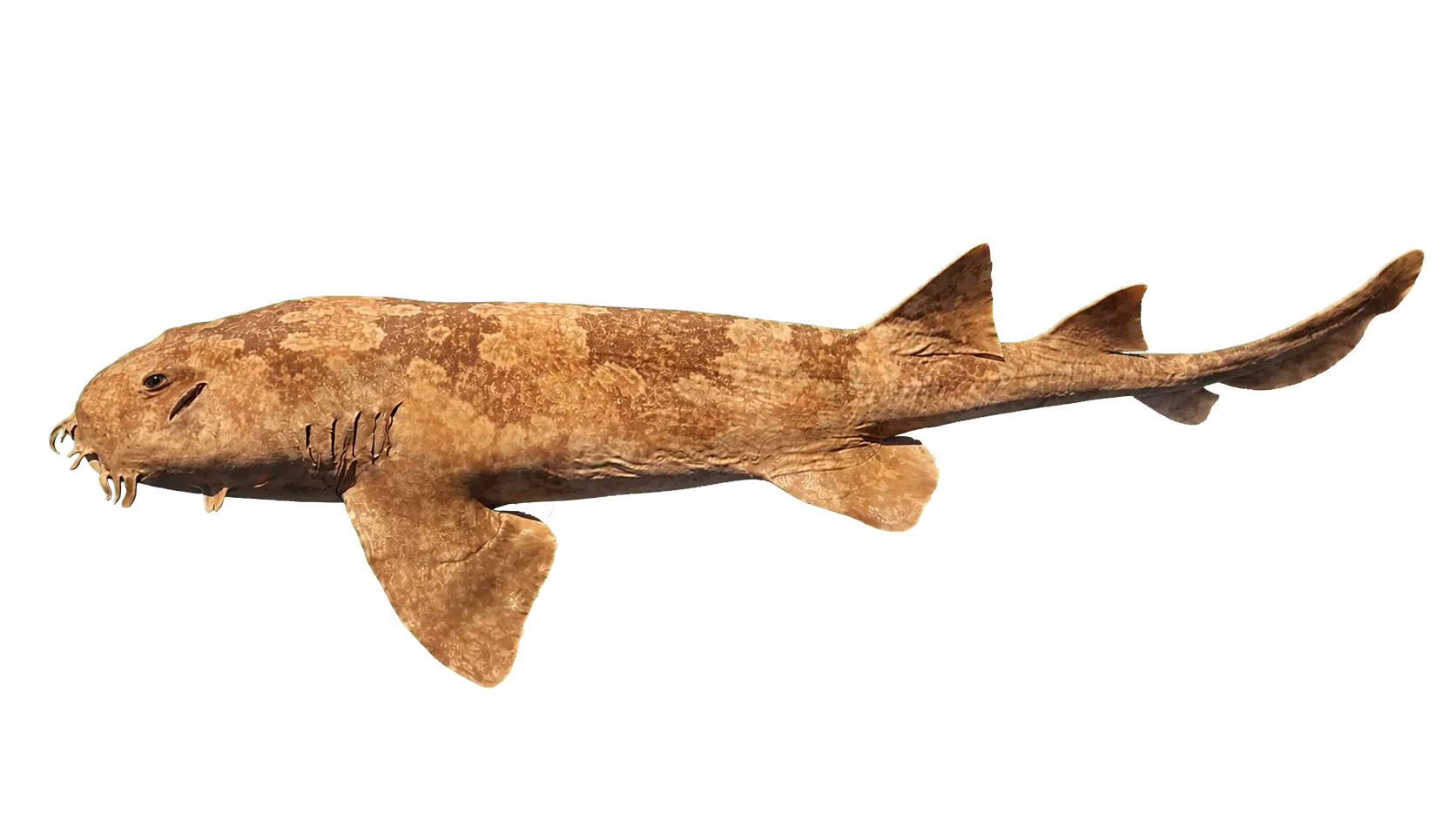 carpet shark (Orectolobus japonicus) specimen