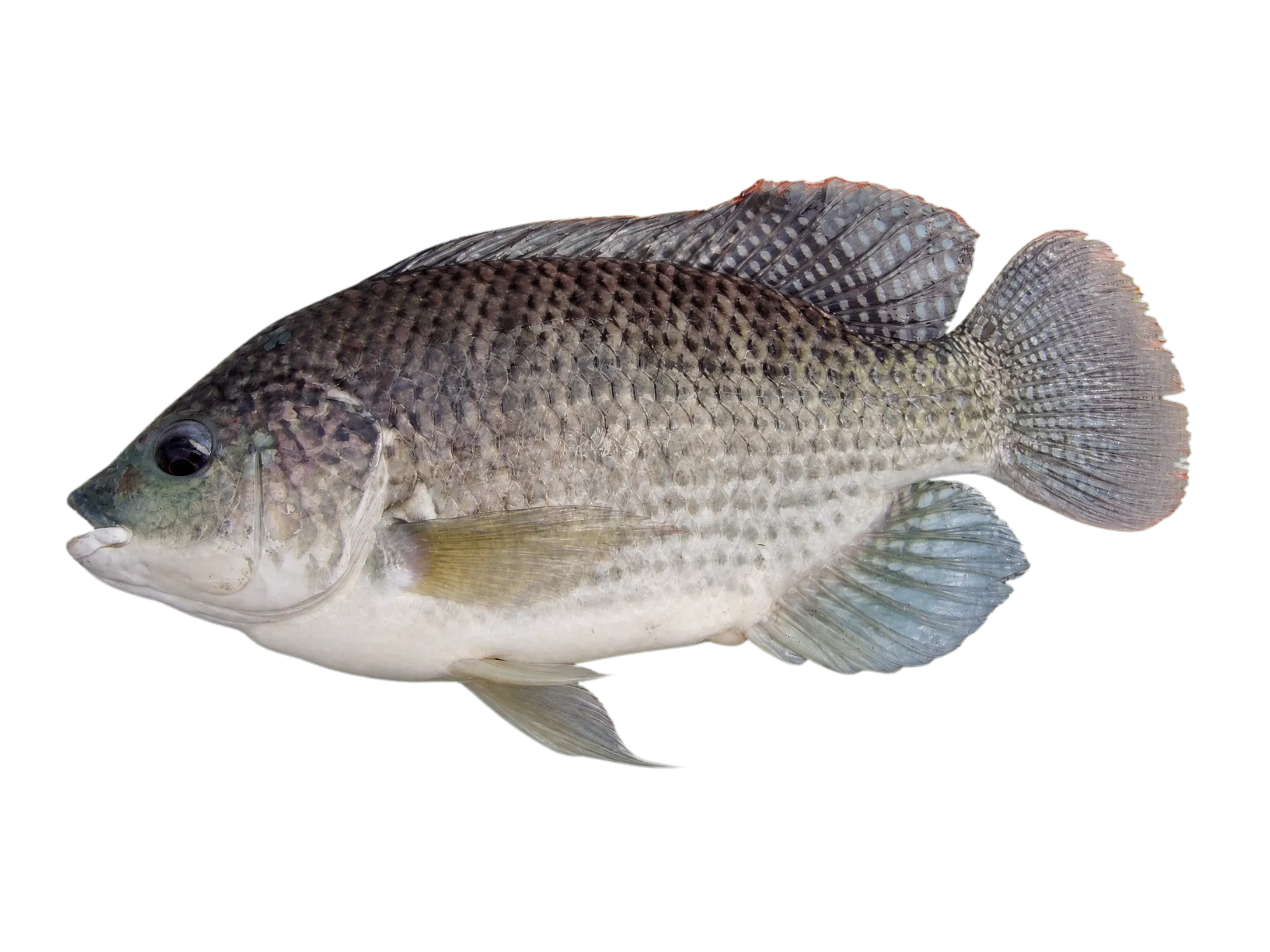 blue tilapia (Oreochromis aureus) specimen