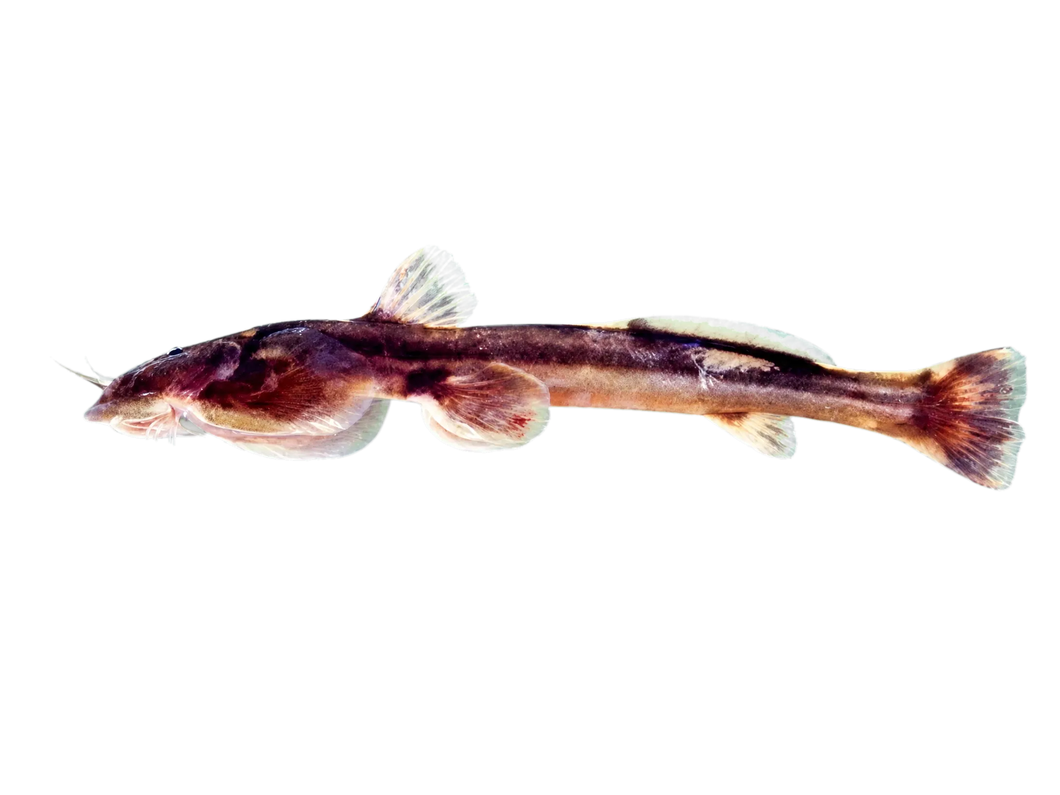Dr. Surapol’s Bat Catfish (Oreoglanis sudarai) specimen