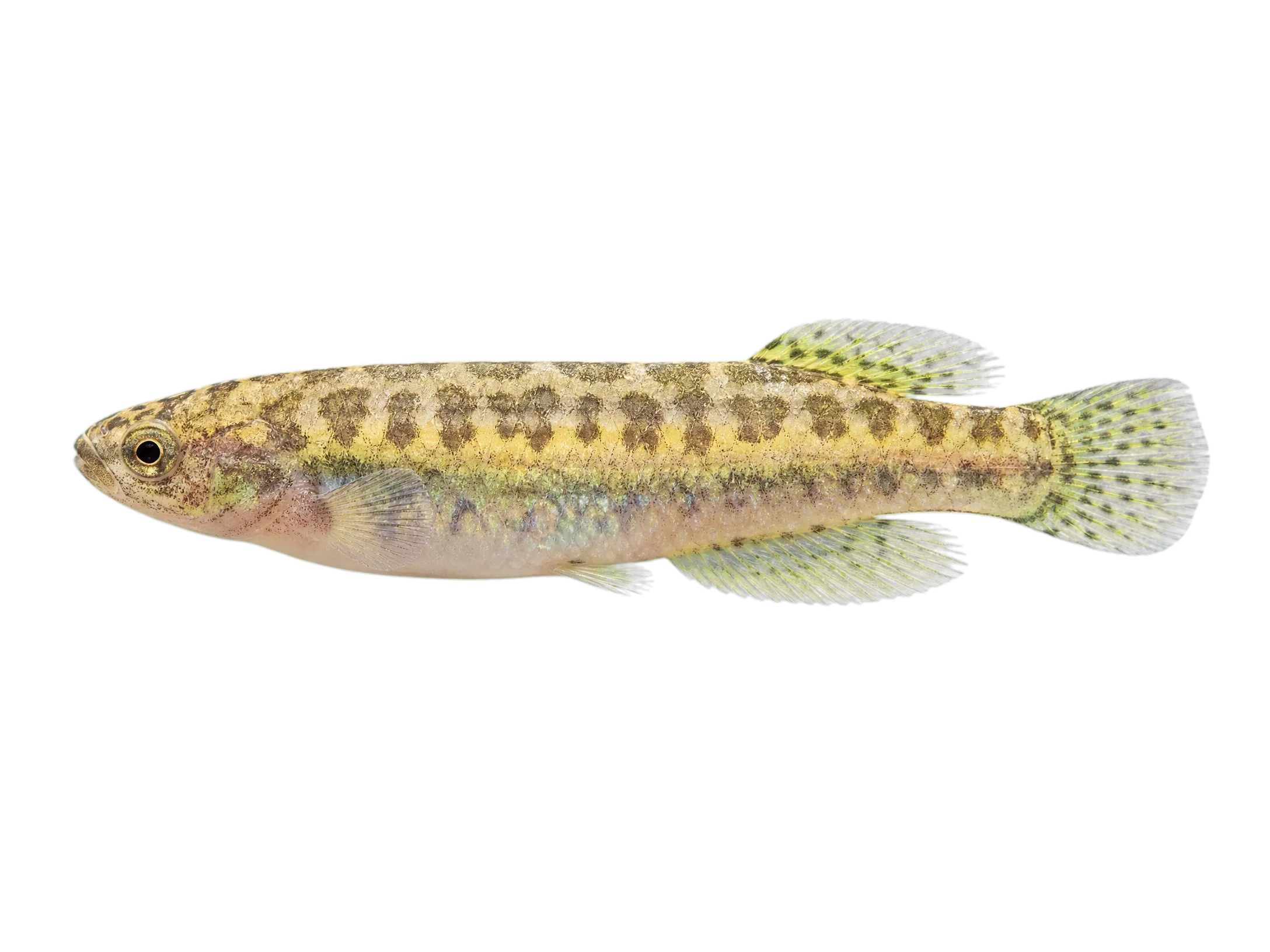 andean killifish (Orestias empyraeus) specimen