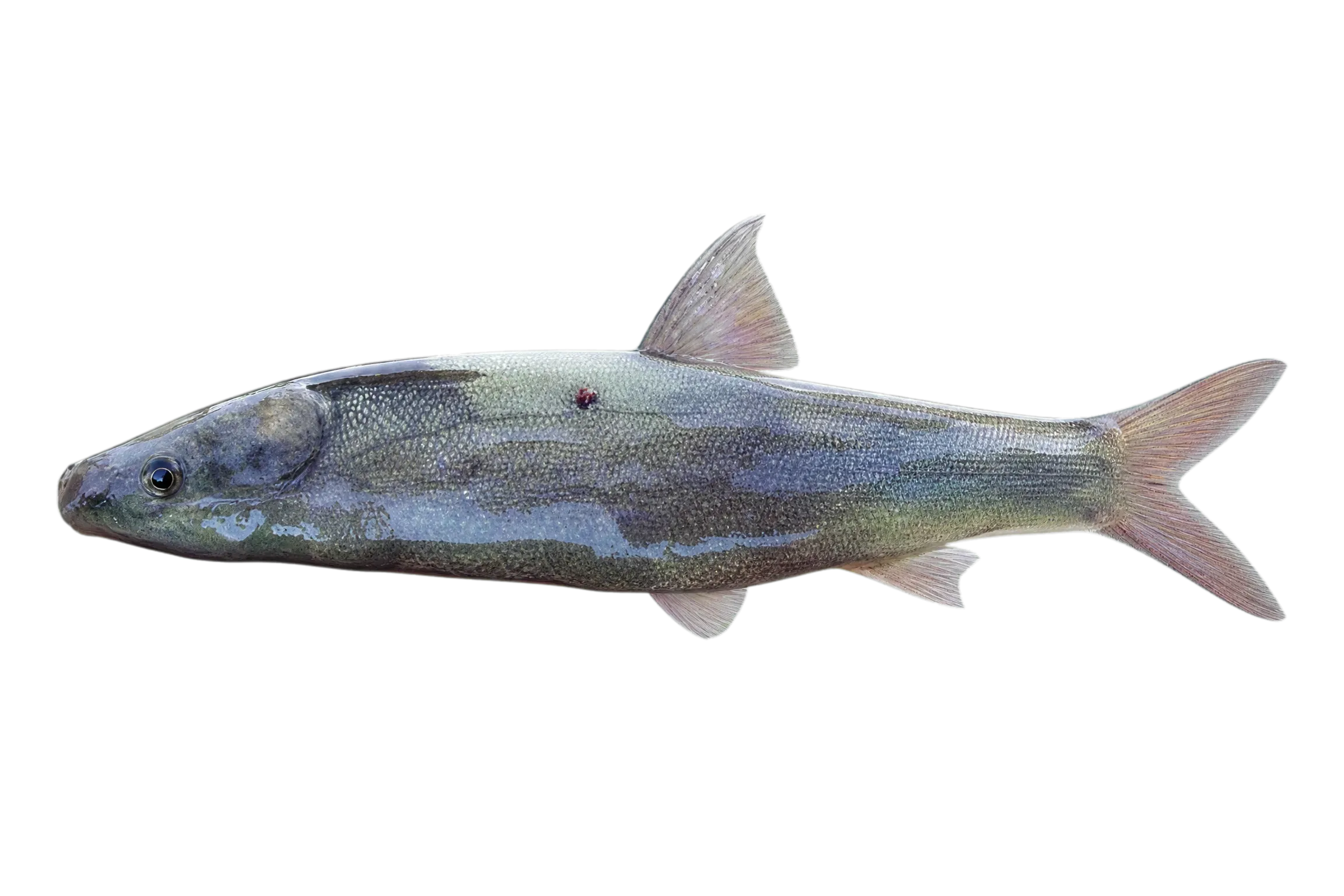 Sacramento blackfish (Orthodon microlepidotus) specimen