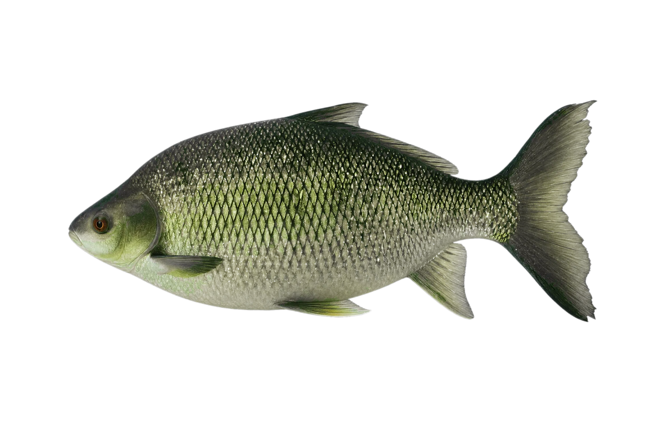 Giant Bonylipped Barb (Osteochilus melanopleura) specimen
