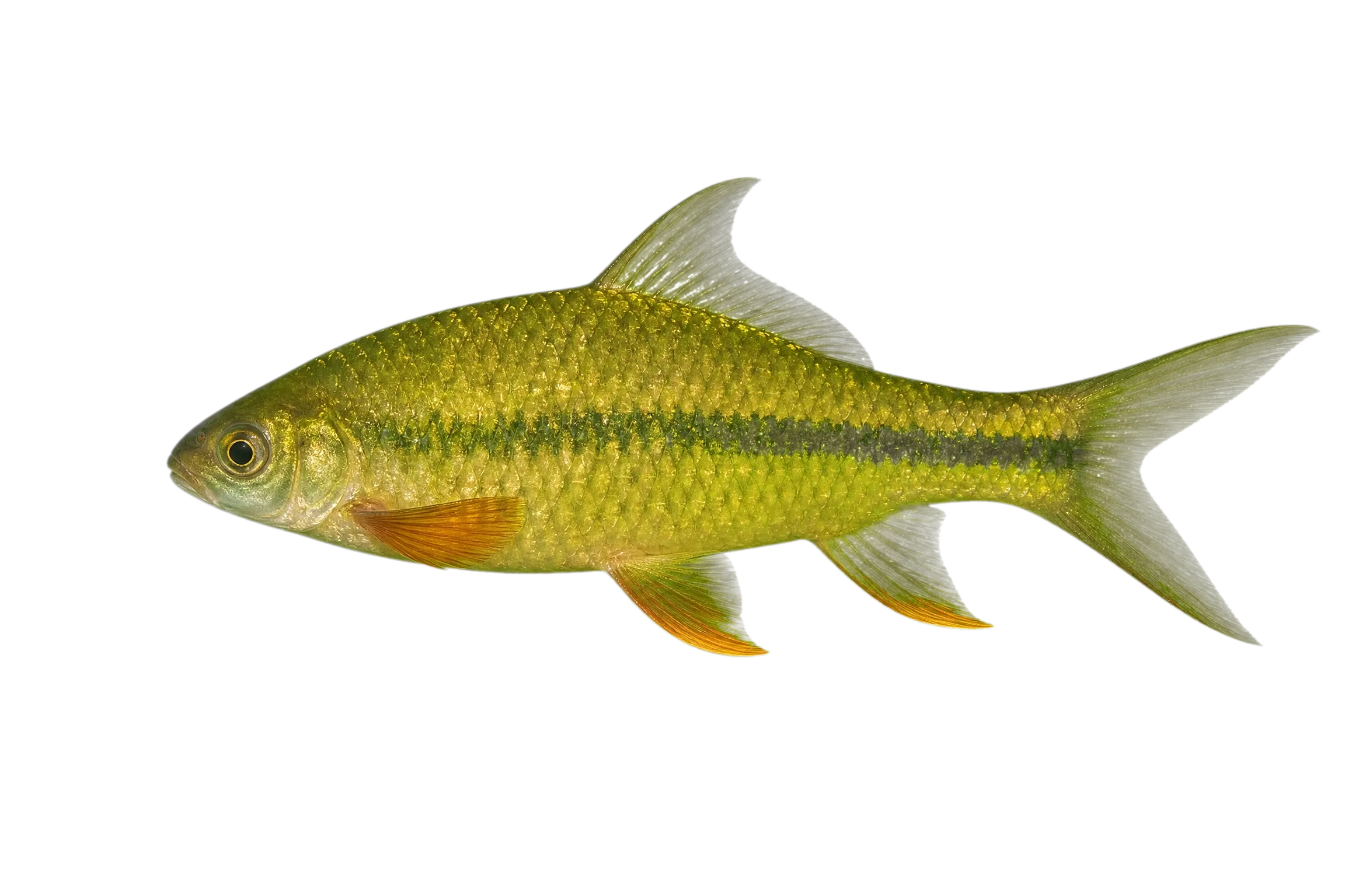 Waandersii's Hard-lipped Barb (Osteochilus waandersii) specimen
