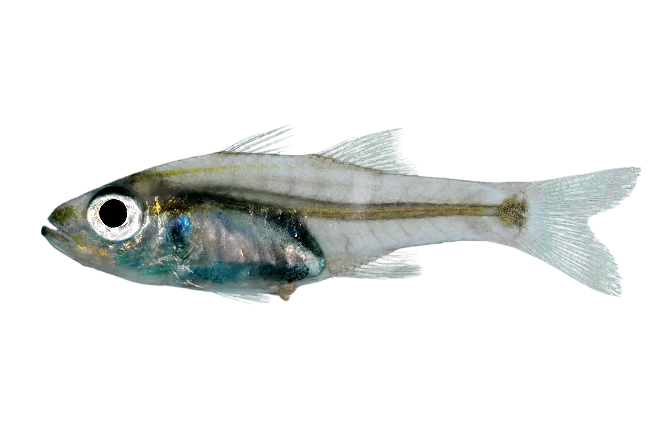 Ostorhinchus aphanes (Ostorhinchus aphanes) specimen