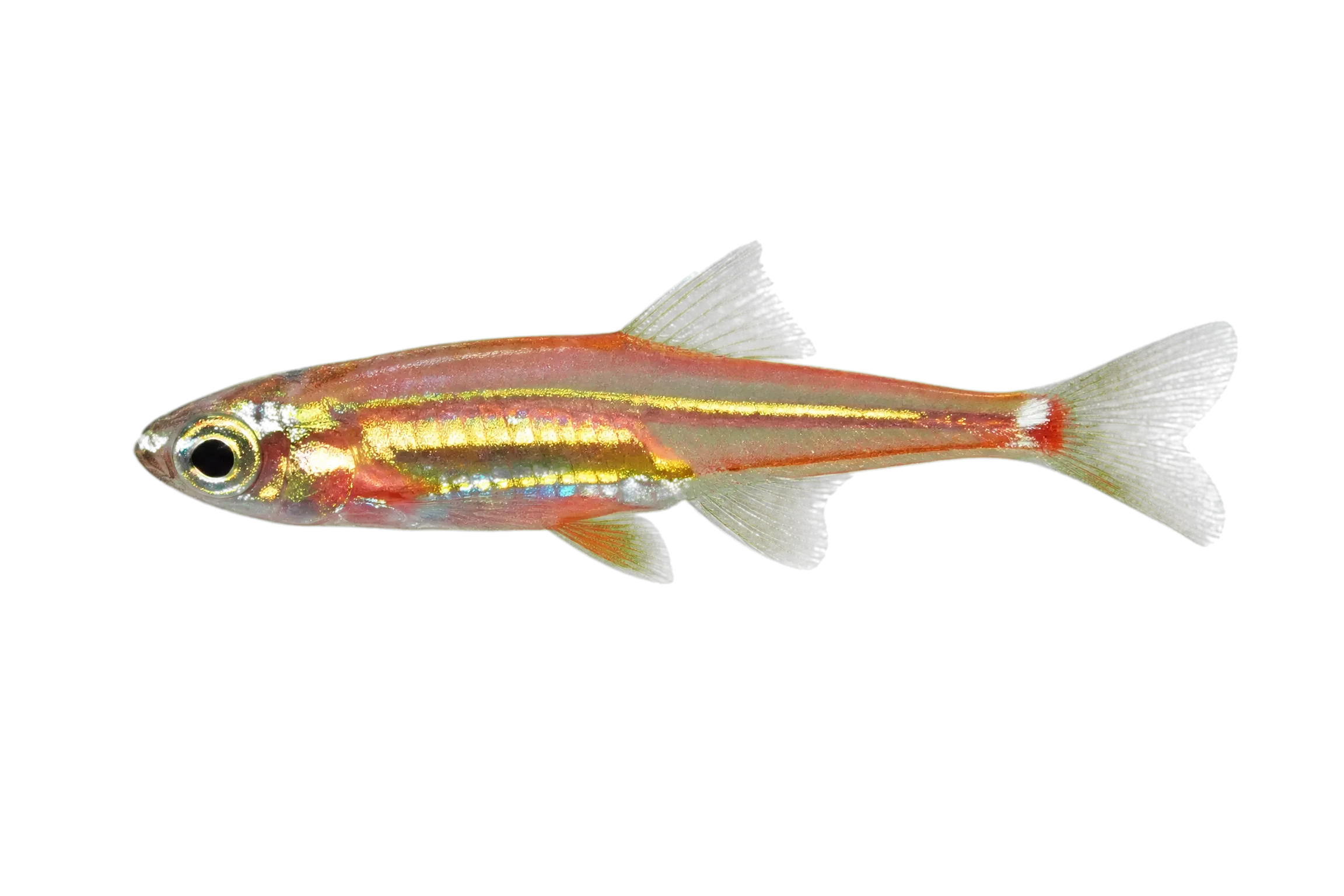 Blackvent cardinalfish (Ostorhinchus melanoproctus) specimen