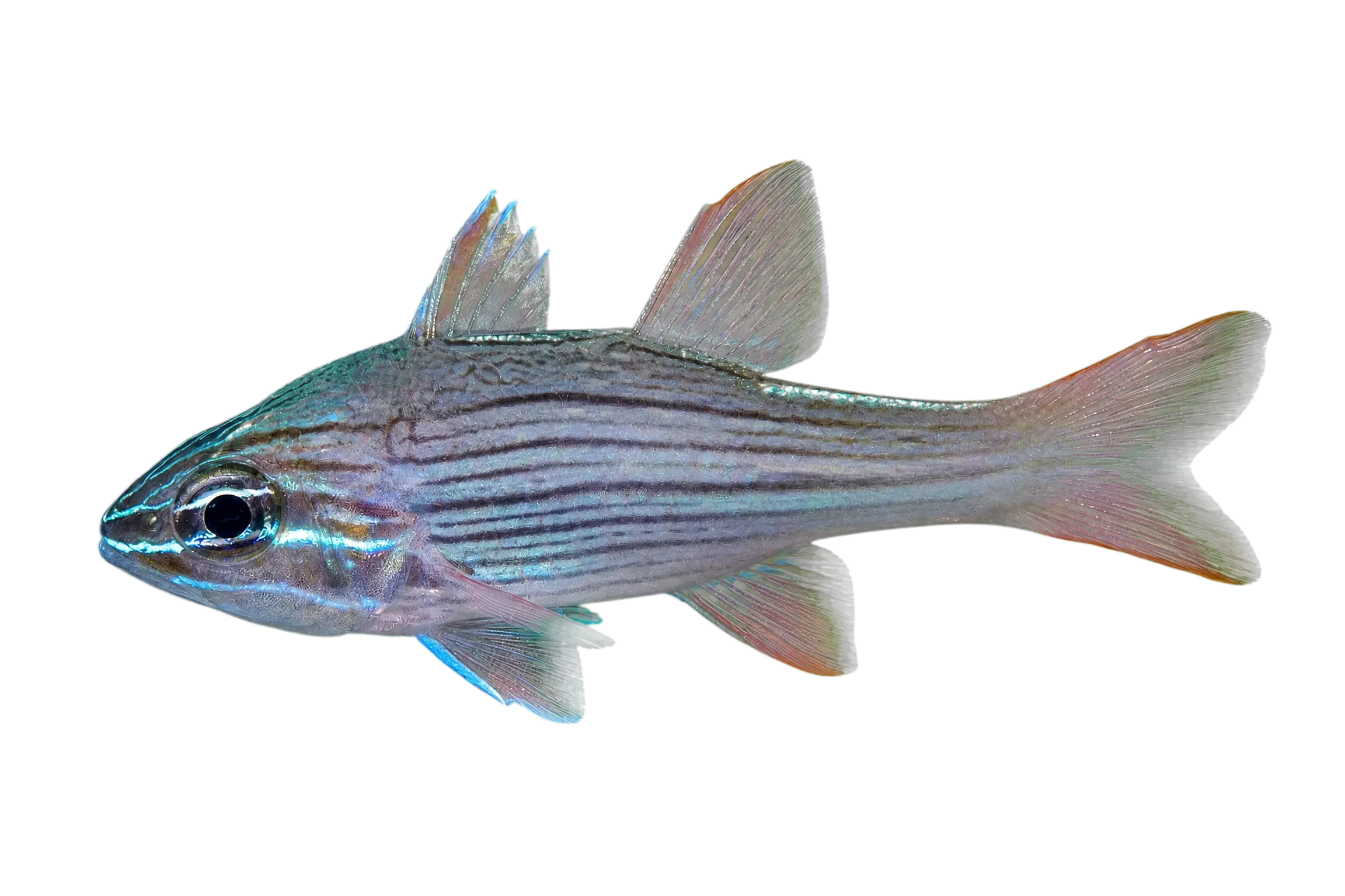 Many-lined cardinalfish (Ostorhinchus multilineatus) specimen