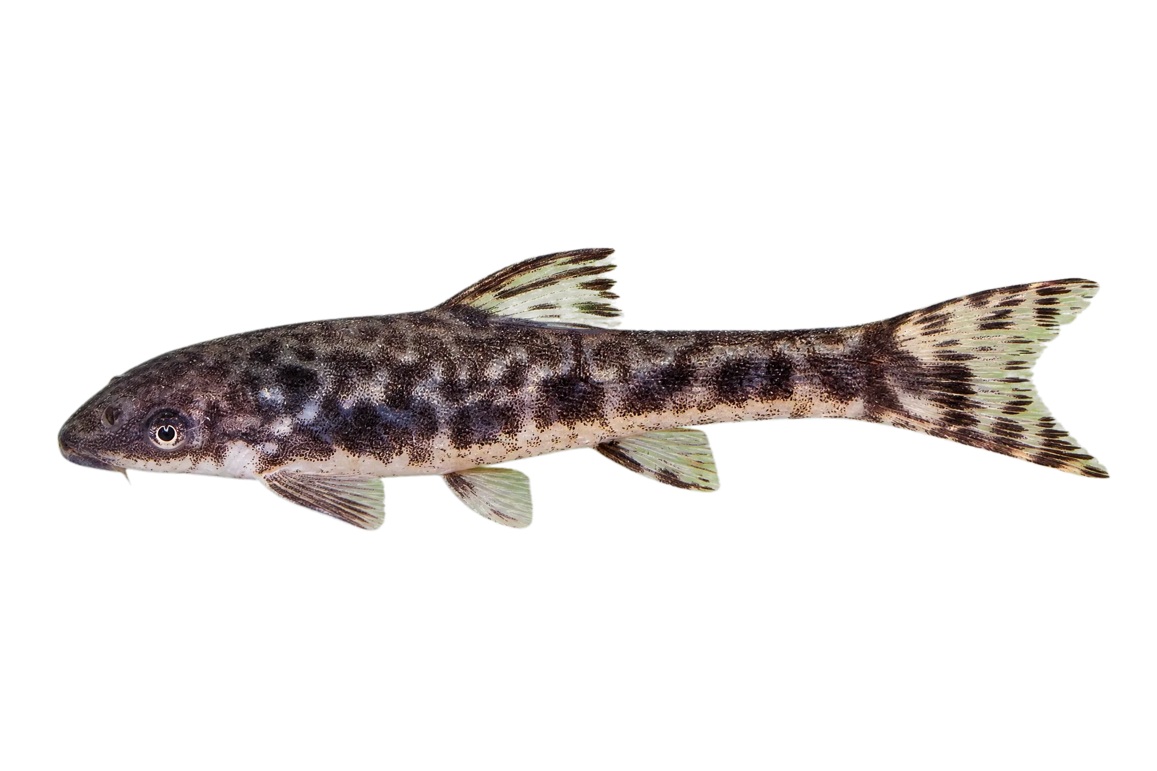 Arnold's sucker catfish (Otocinclus arnoldi) specimen