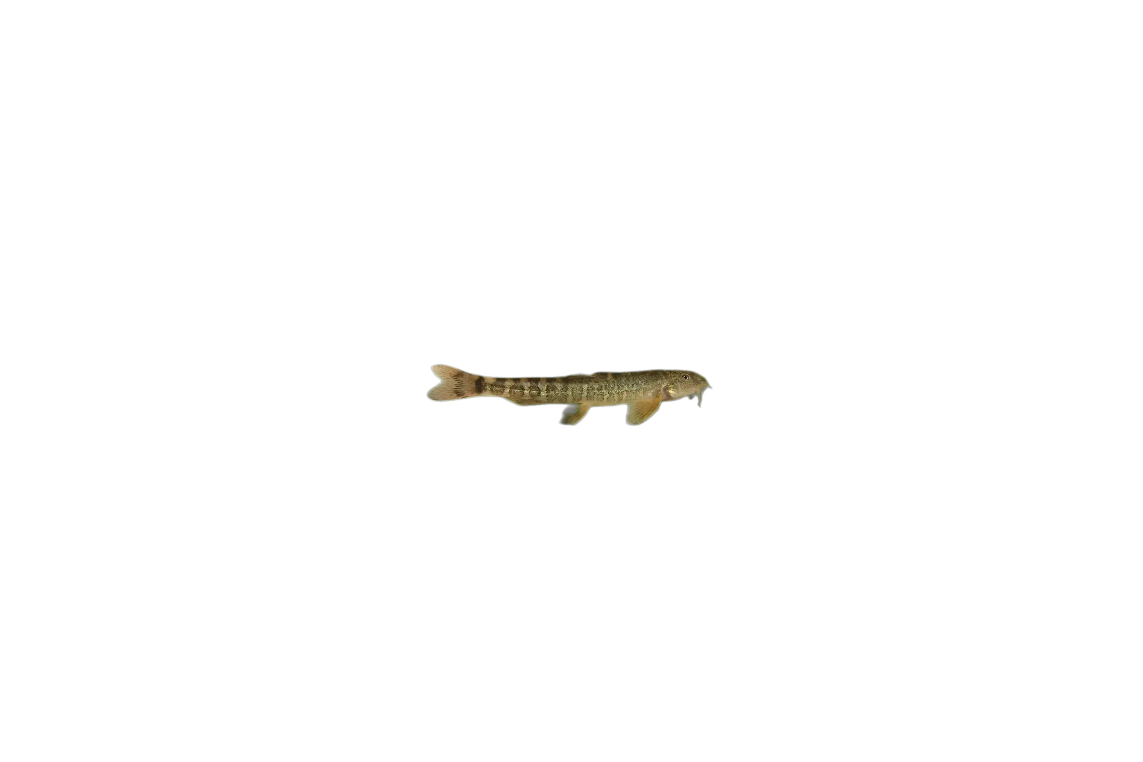 Nemacheilus angorae (Oxynoemacheilus angorae) specimen