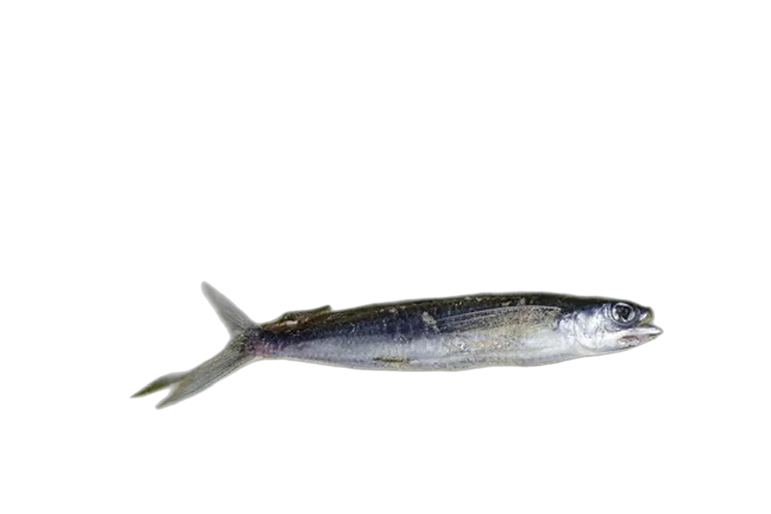 smallwing flyingfish (Oxyporhamphus micropterus) specimen