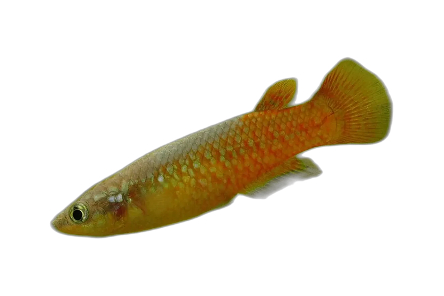 Powder-blue panchax (Pachypanchax omalonotus) specimen