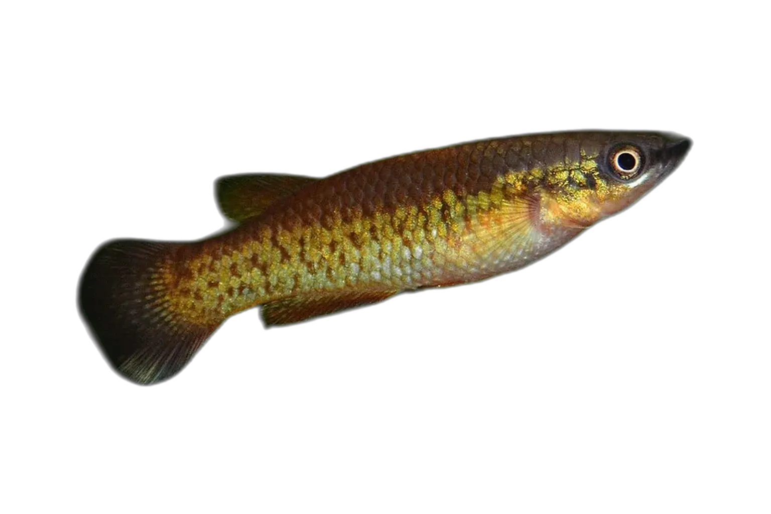 Sparks' Killifish (Pachypanchax sparksorum) specimen