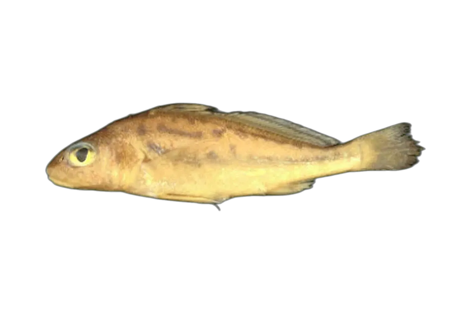 Pachyurus paucirastrus (Pachyurus paucirastrus) specimen