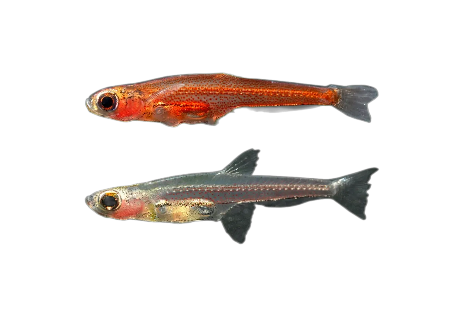 Paedocypris carbunculus (Paedocypris carbunculus) specimen