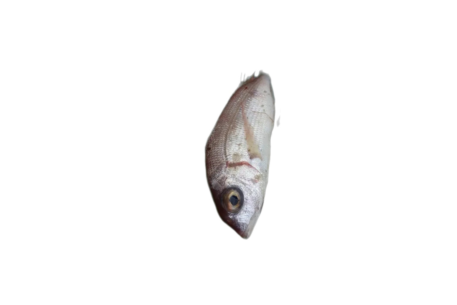 red pandora (Pagellus bellottii) specimen