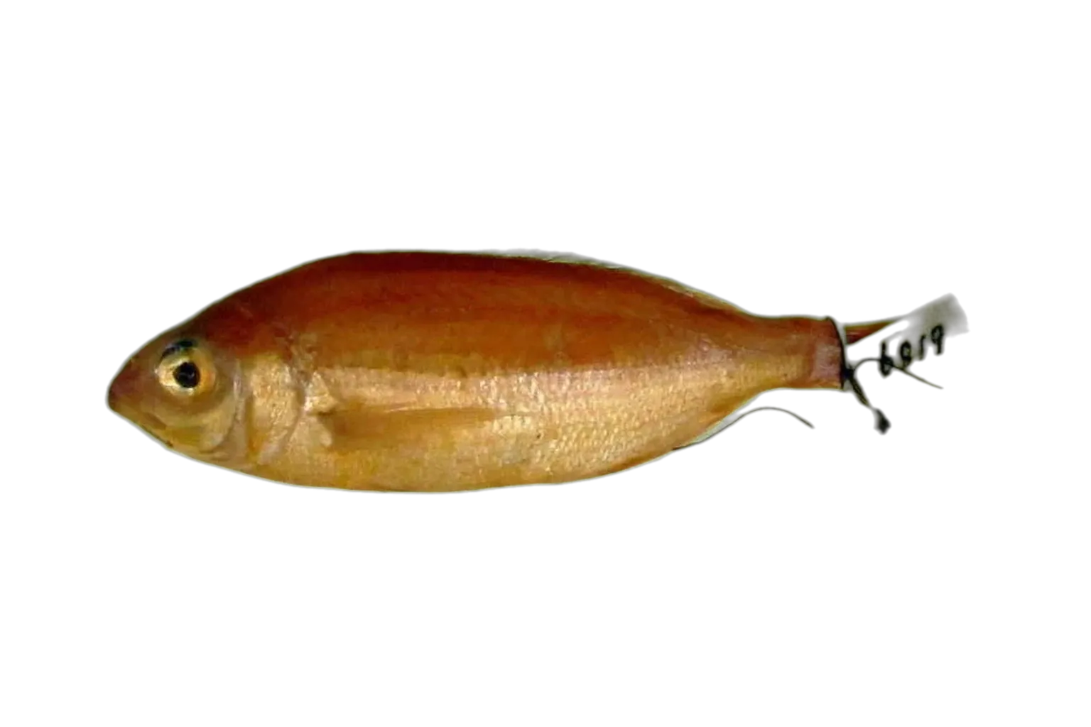 Natal pandora (Pagellus natalensis) specimen