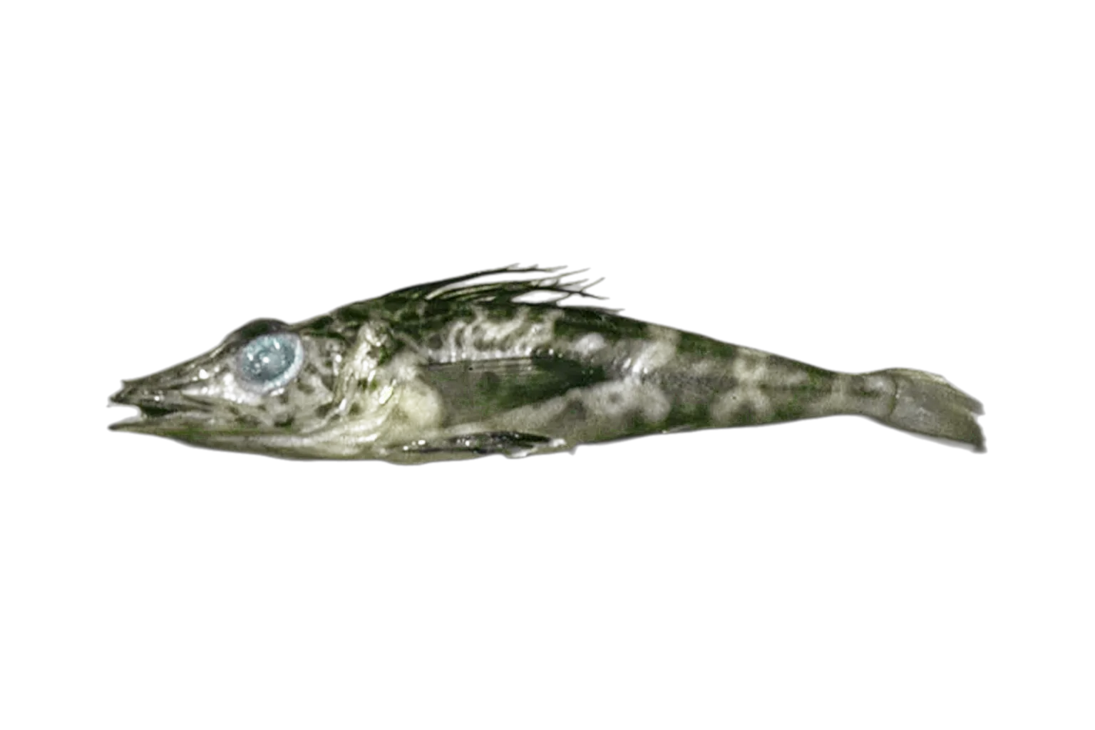 Pagetopsis maculata (Pagetopsis maculata) specimen
