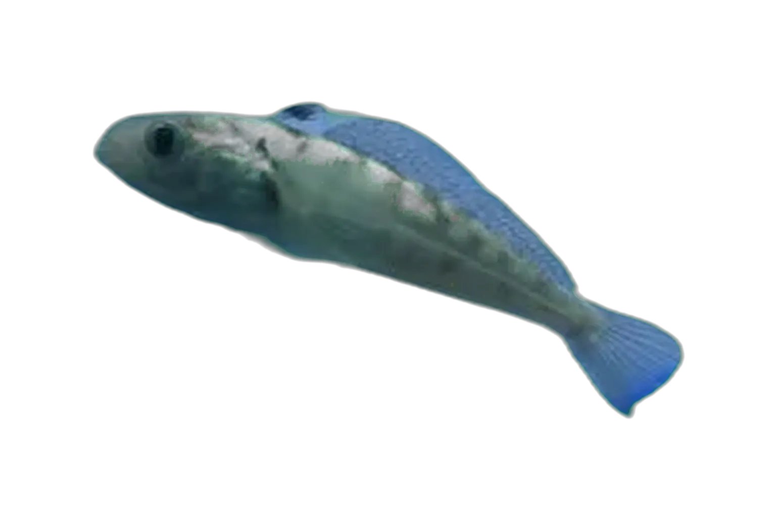 bald notothen (Pagothenia borchgrevinki) specimen