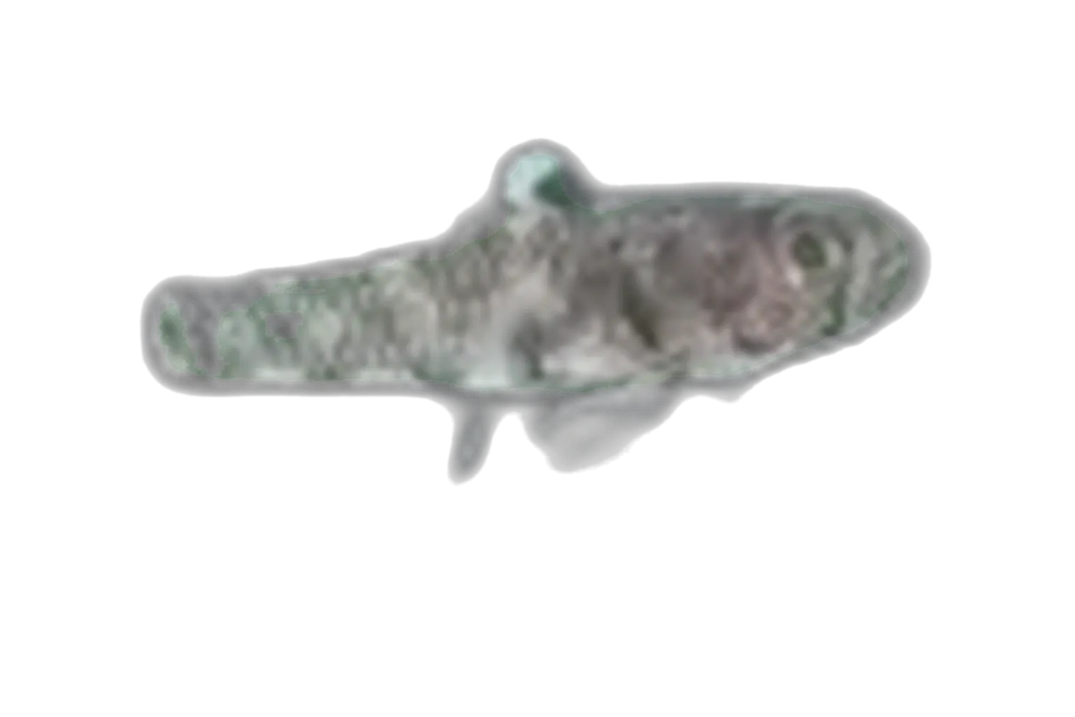 Pandaka trimaculata (Pandaka trimaculata) specimen